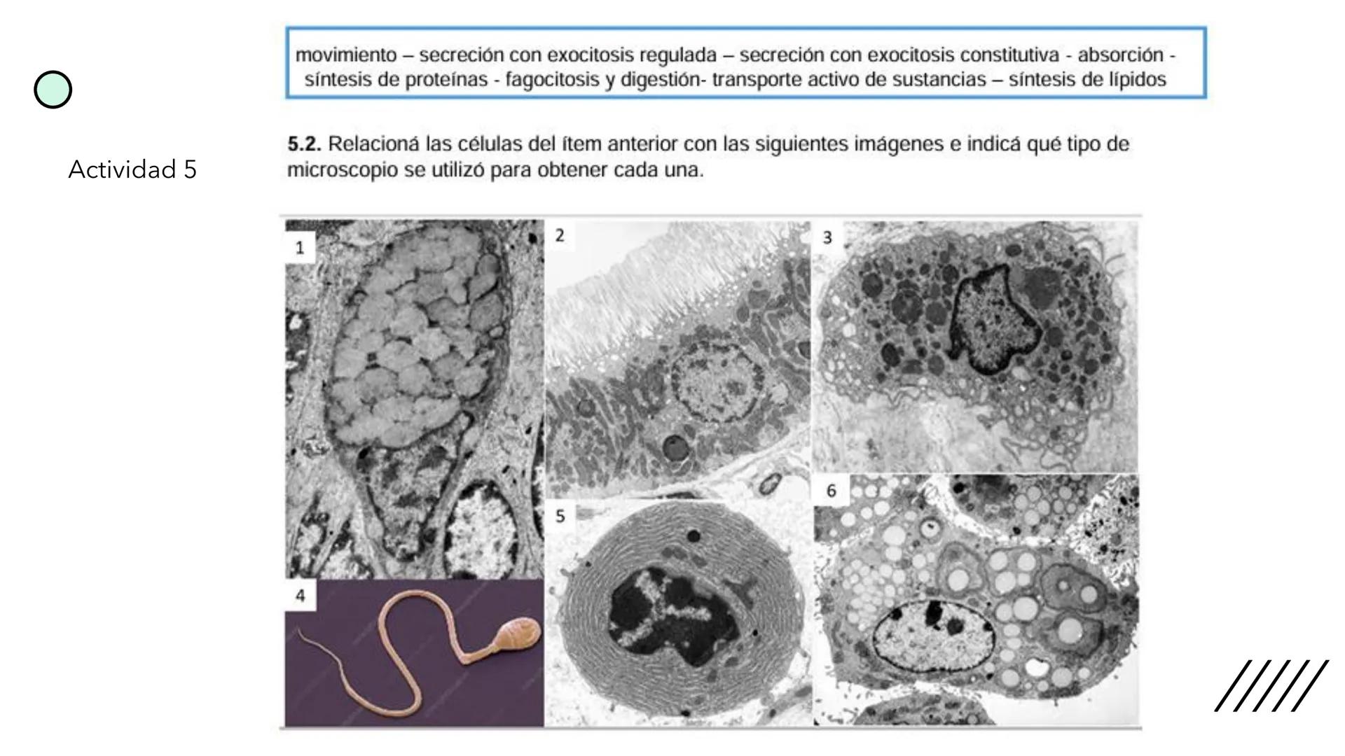 + 
Facultad de Ciencias
VETERINARIAS
APO
7
Organelas membranosas II.
Mitocondrias. Peroxisomas
Dra. Mariana Woudwyk
Biología Celular y del D