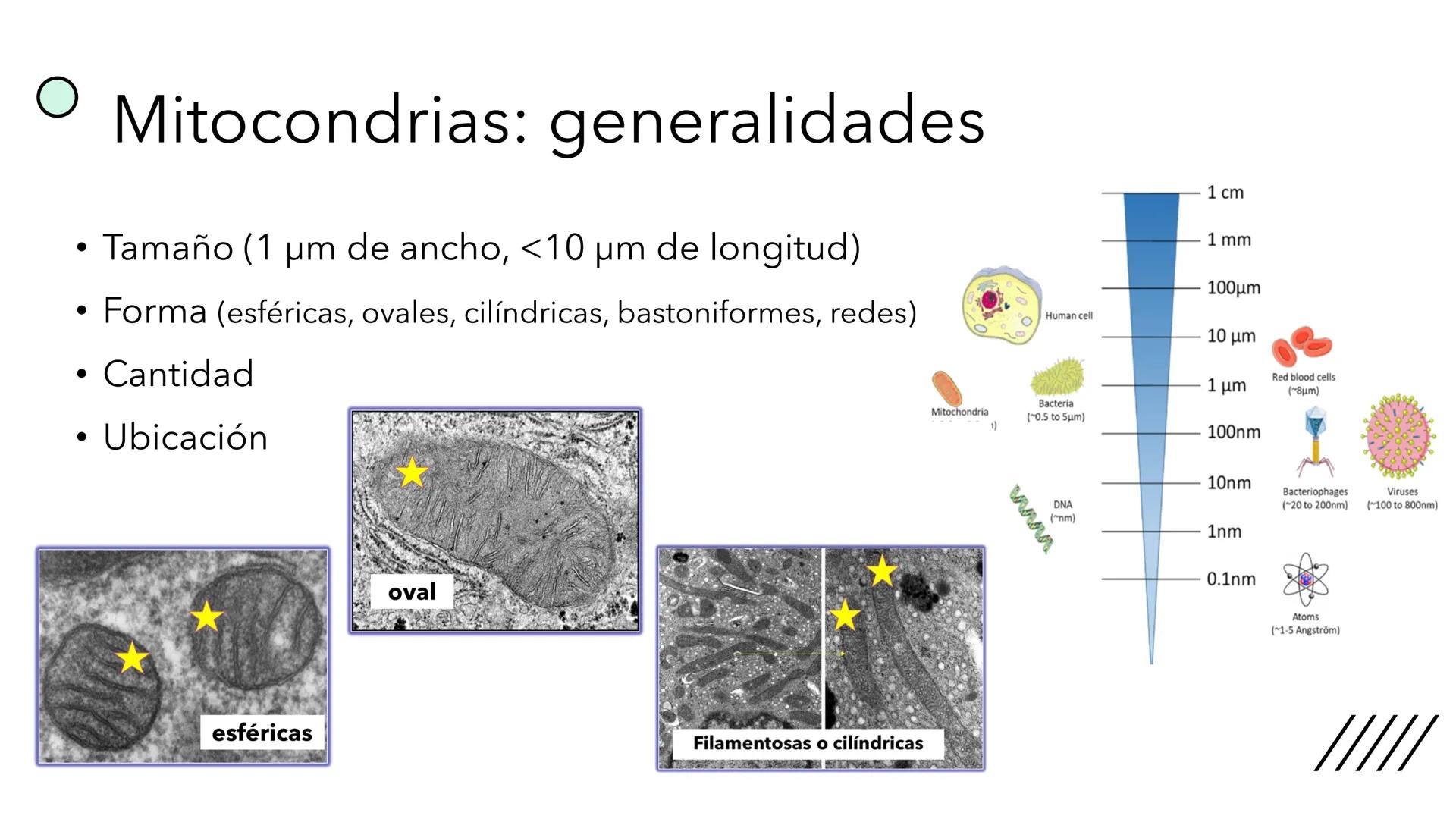 + 
Facultad de Ciencias
VETERINARIAS
APO
7
Organelas membranosas II.
Mitocondrias. Peroxisomas
Dra. Mariana Woudwyk
Biología Celular y del D