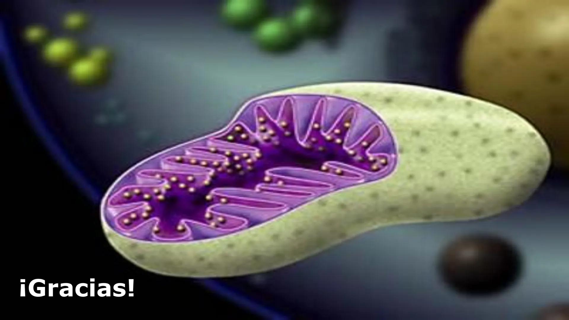 + 
Facultad de Ciencias
VETERINARIAS
APO
7
Organelas membranosas II.
Mitocondrias. Peroxisomas
Dra. Mariana Woudwyk
Biología Celular y del D