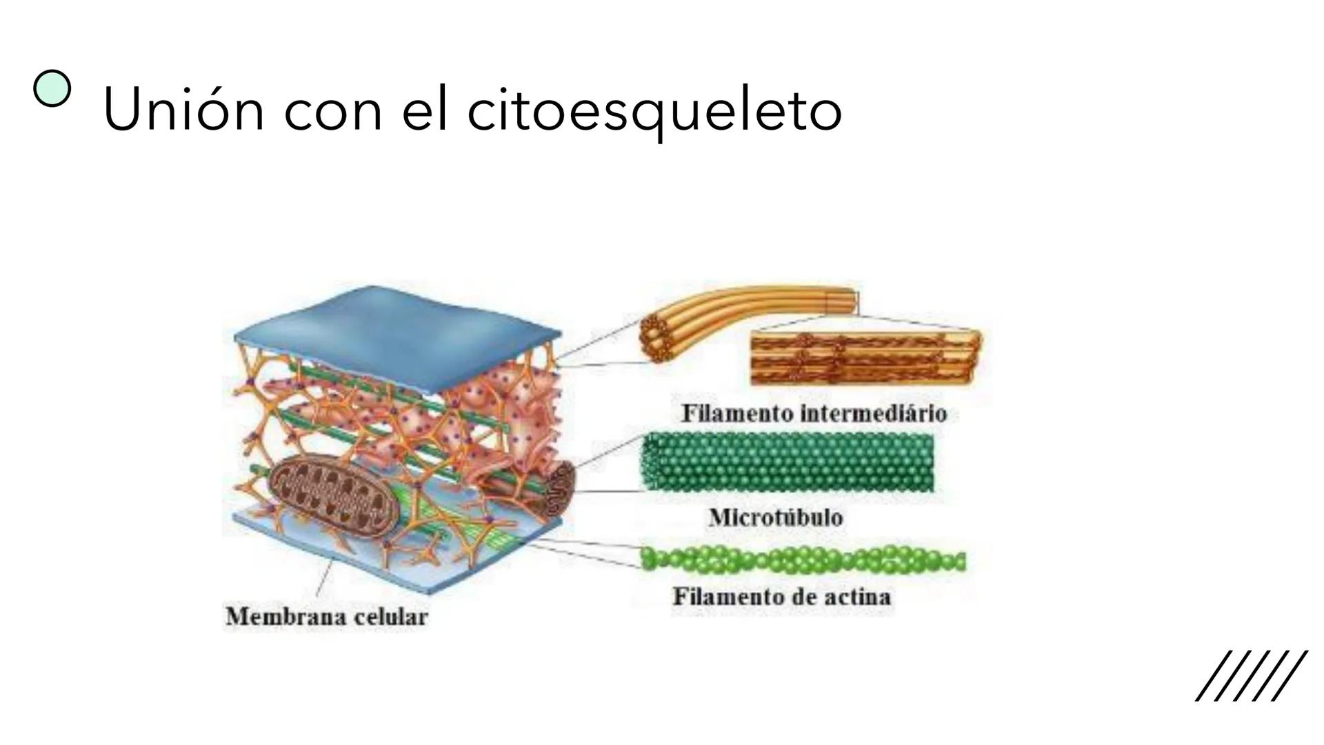 + 
Facultad de Ciencias
VETERINARIAS
APO
7
Organelas membranosas II.
Mitocondrias. Peroxisomas
Dra. Mariana Woudwyk
Biología Celular y del D