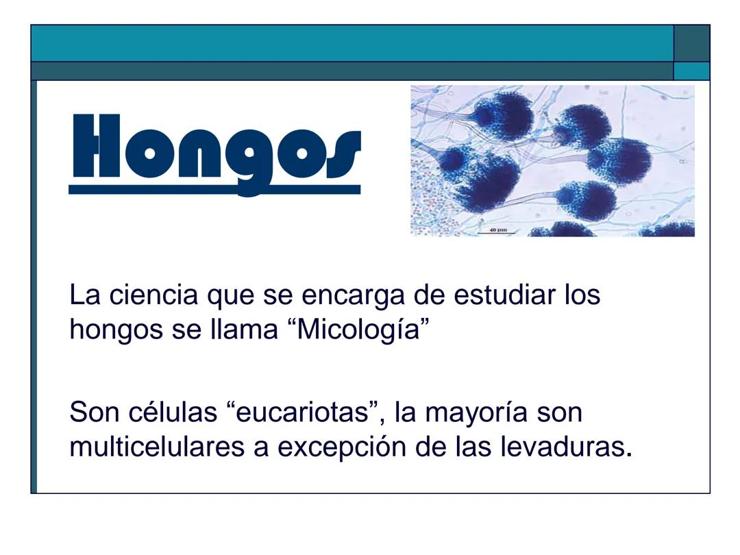 Hongos