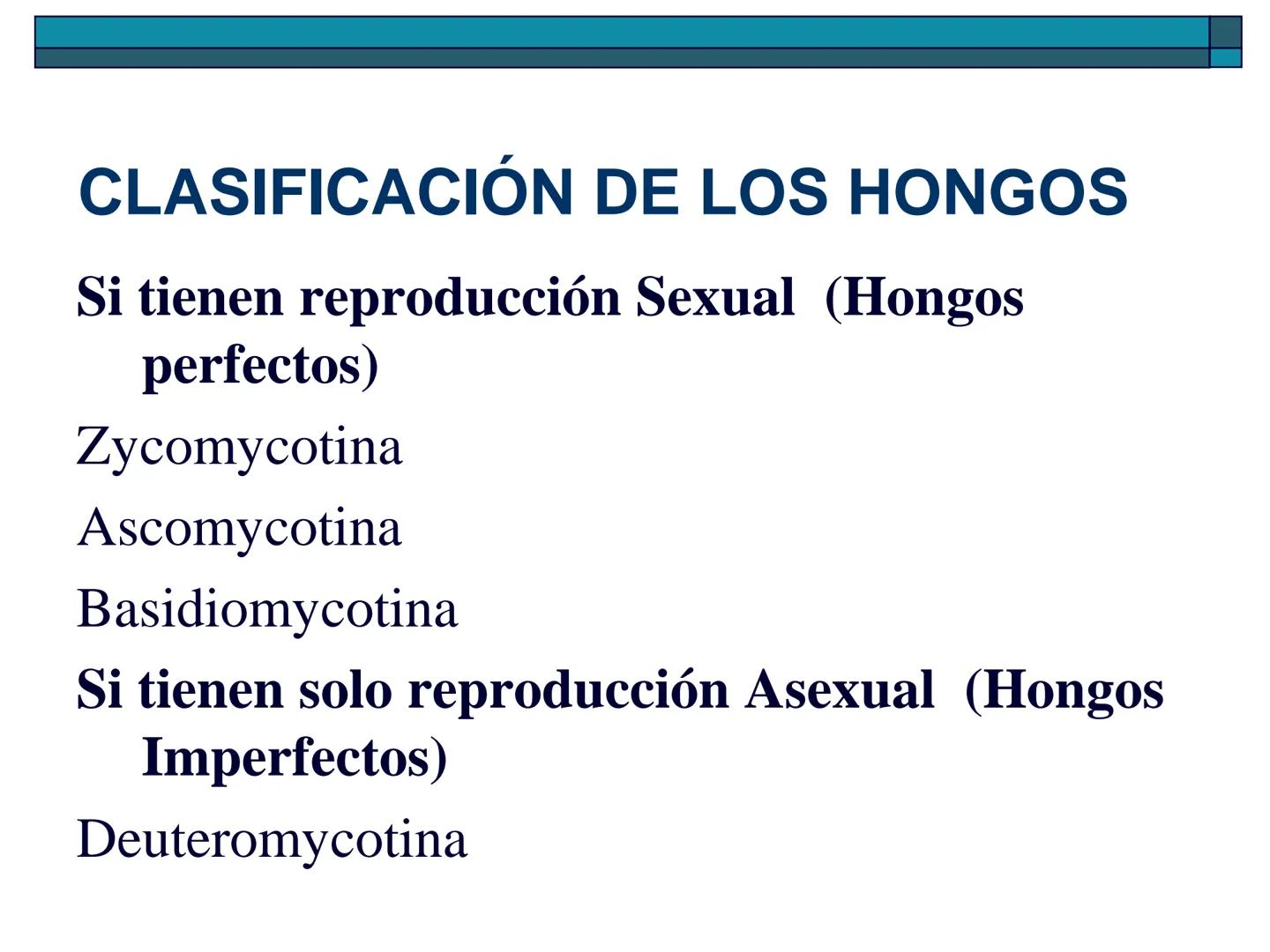 Hongos
40 pm
La ciencia que se encarga de estudiar los
hongos se llama "Micología"
Son células "eucariotas", la mayoría son
multicelulares a