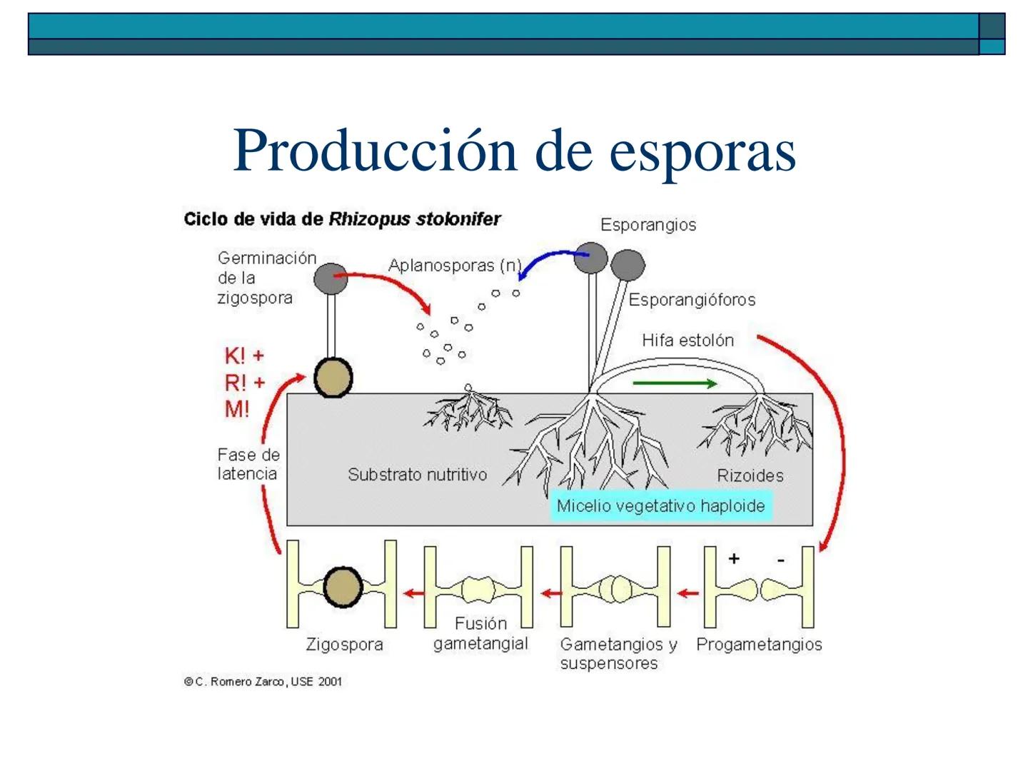 Hongos
40 pm
La ciencia que se encarga de estudiar los
hongos se llama "Micología"
Son células "eucariotas", la mayoría son
multicelulares a