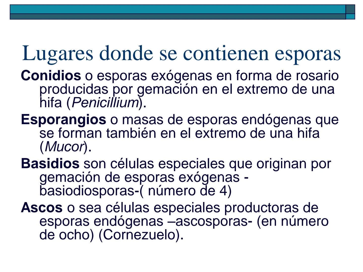 Hongos
40 pm
La ciencia que se encarga de estudiar los
hongos se llama "Micología"
Son células "eucariotas", la mayoría son
multicelulares a