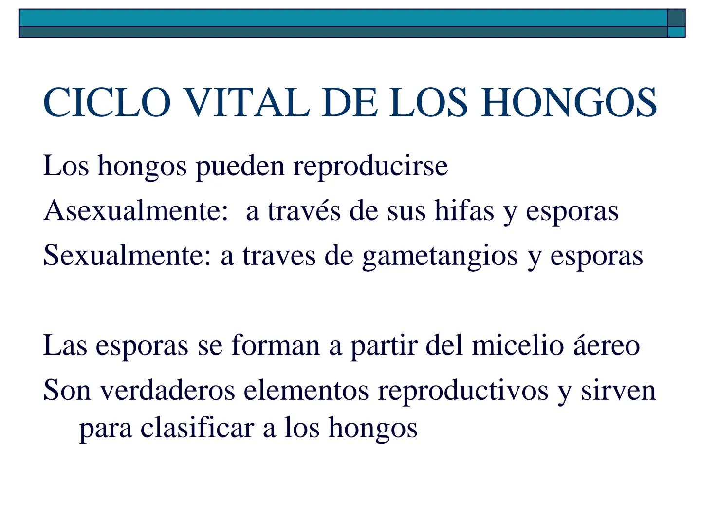 Hongos
40 pm
La ciencia que se encarga de estudiar los
hongos se llama "Micología"
Son células "eucariotas", la mayoría son
multicelulares a