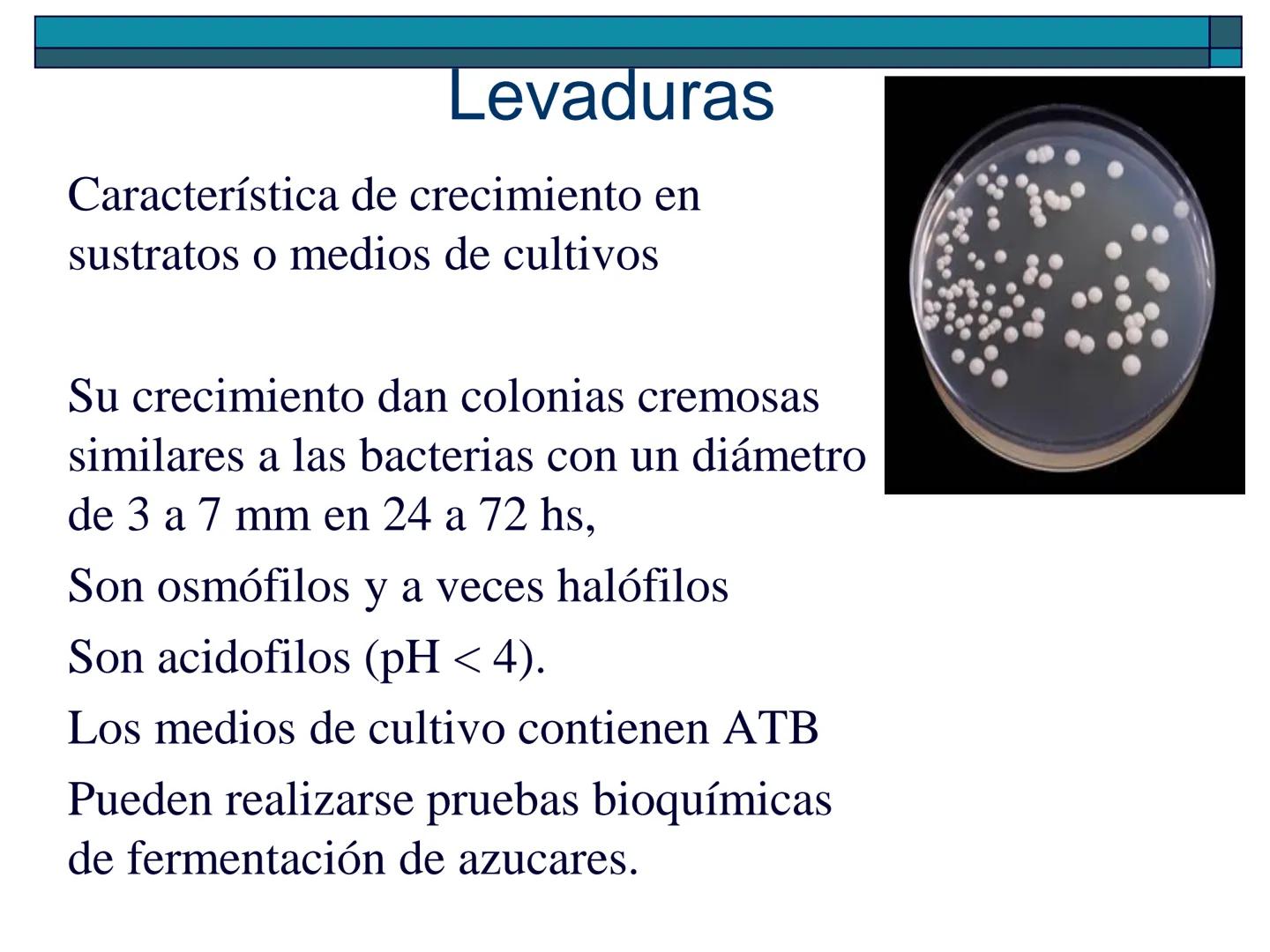 Hongos
40 pm
La ciencia que se encarga de estudiar los
hongos se llama "Micología"
Son células "eucariotas", la mayoría son
multicelulares a