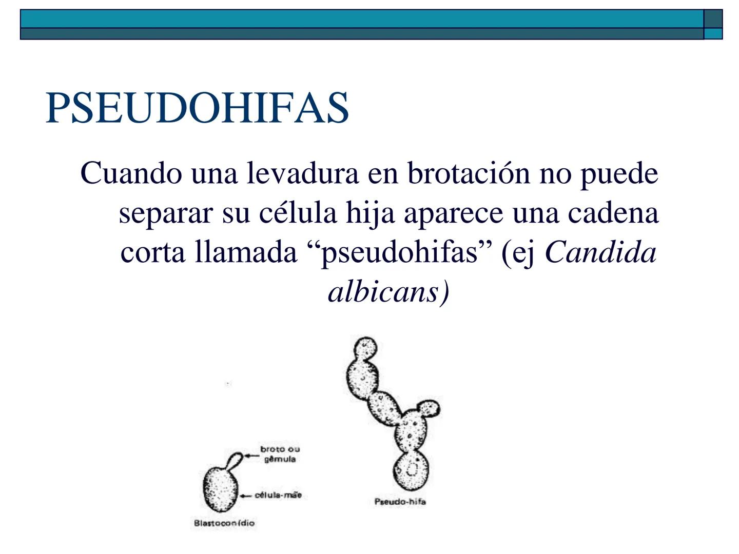 Hongos
40 pm
La ciencia que se encarga de estudiar los
hongos se llama "Micología"
Son células "eucariotas", la mayoría son
multicelulares a