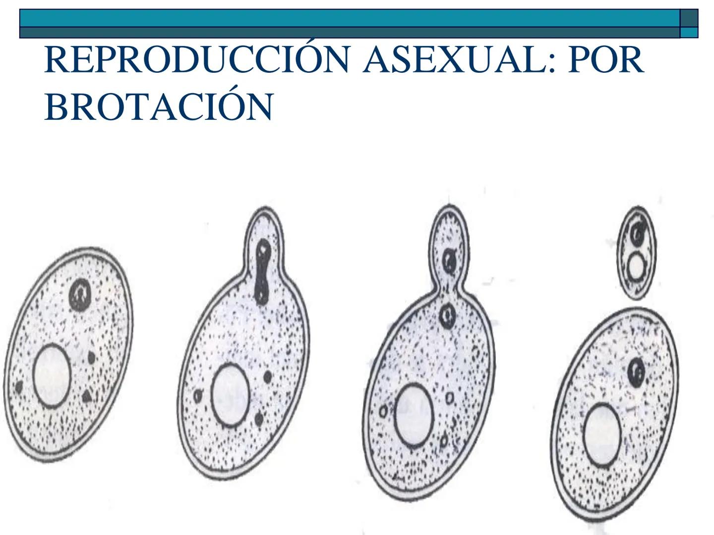 Hongos
40 pm
La ciencia que se encarga de estudiar los
hongos se llama "Micología"
Son células "eucariotas", la mayoría son
multicelulares a