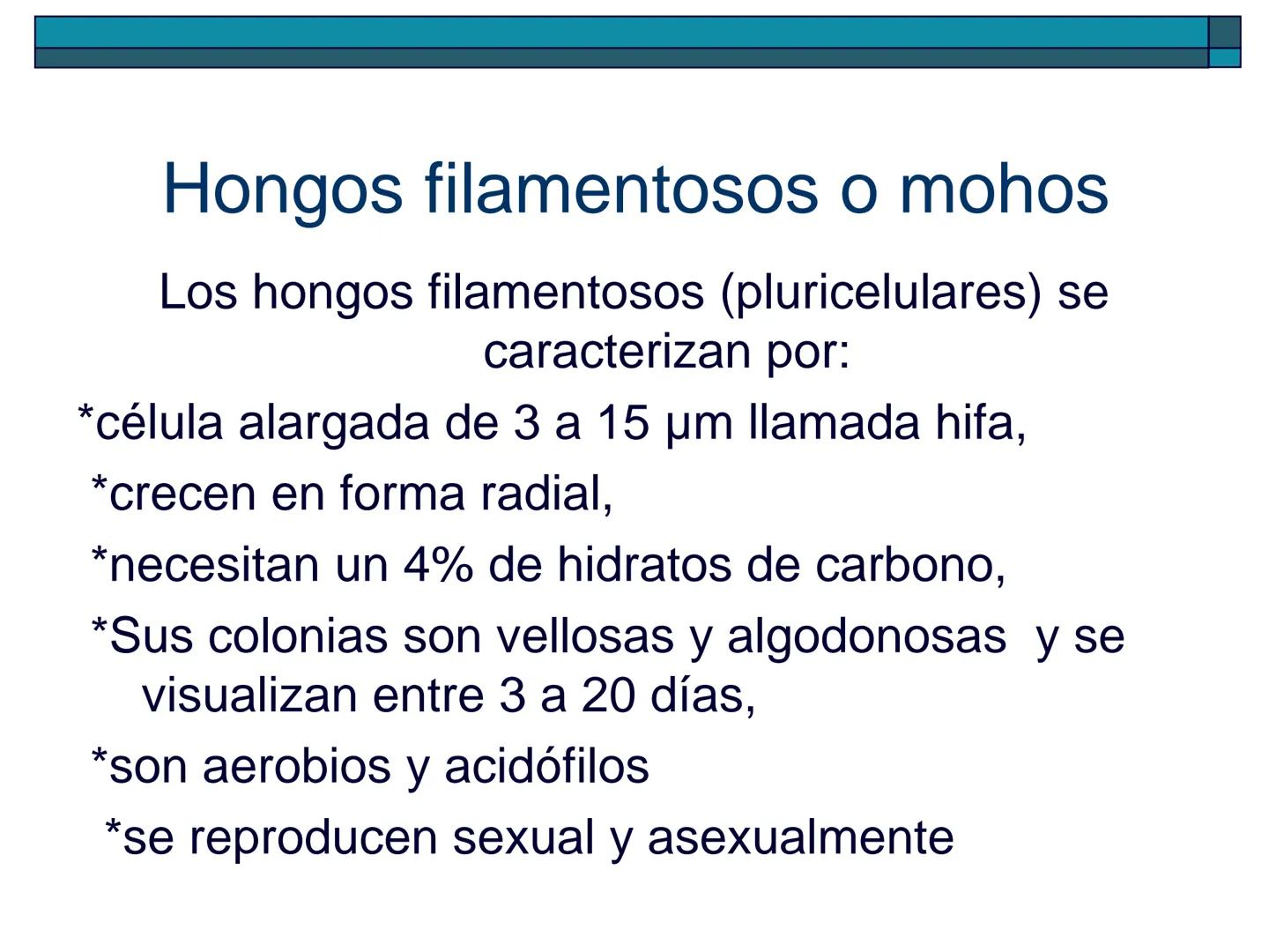 Hongos
40 pm
La ciencia que se encarga de estudiar los
hongos se llama "Micología"
Son células "eucariotas", la mayoría son
multicelulares a