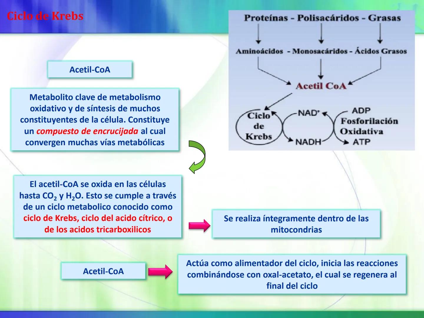 # Ciclo de Krebs Ciclo de Krebs
Acetil-CoA
Proteínas - Polisacáridos - Grasas
Aminoácidos - Monosacáridos - Ácidos Grasos
Acetil CoA
Metabol