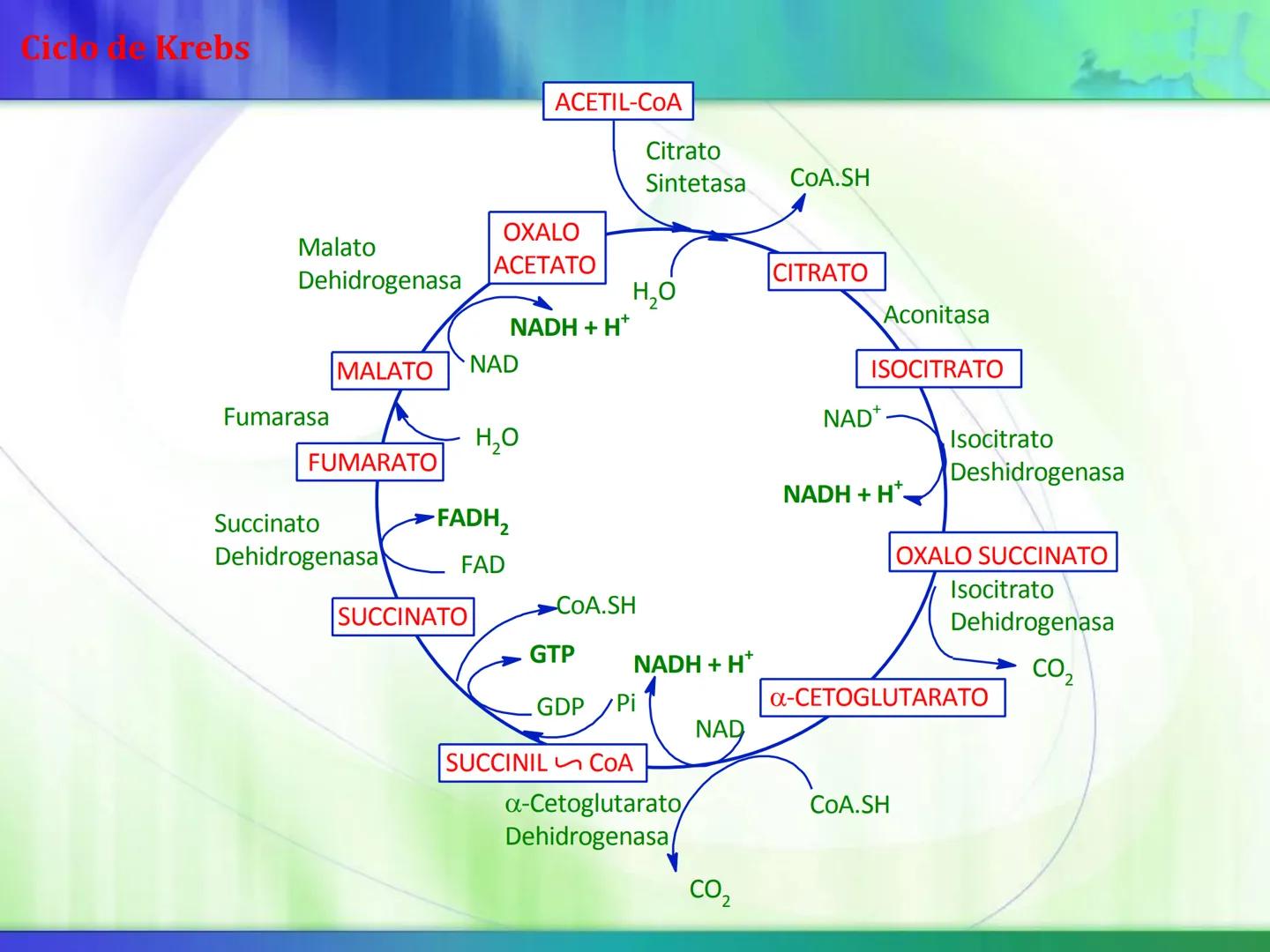 # Ciclo de Krebs Ciclo de Krebs
Acetil-CoA
Proteínas - Polisacáridos - Grasas
Aminoácidos - Monosacáridos - Ácidos Grasos
Acetil CoA
Metabol