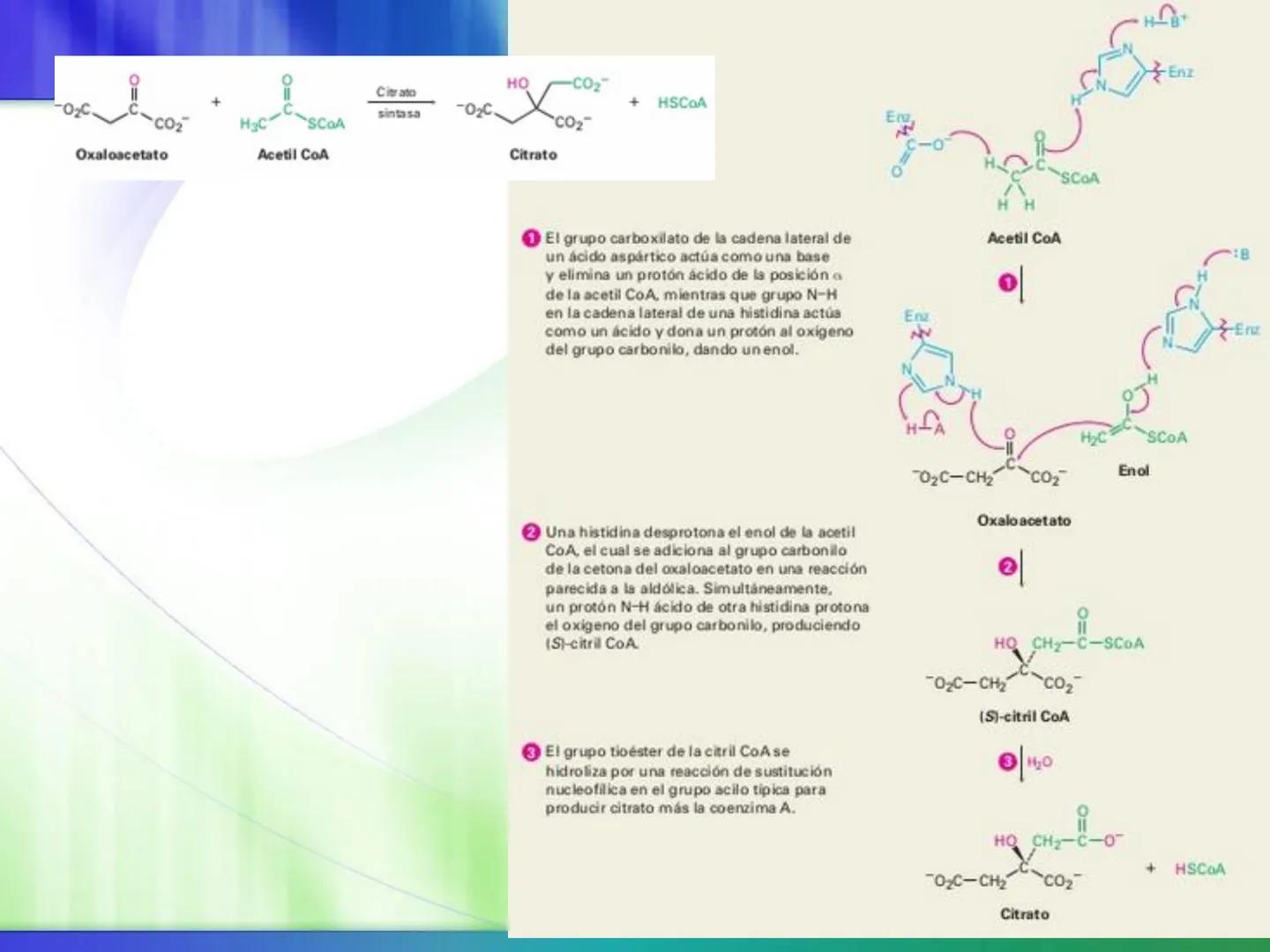 # Ciclo de Krebs Ciclo de Krebs
Acetil-CoA
Proteínas - Polisacáridos - Grasas
Aminoácidos - Monosacáridos - Ácidos Grasos
Acetil CoA
Metabol