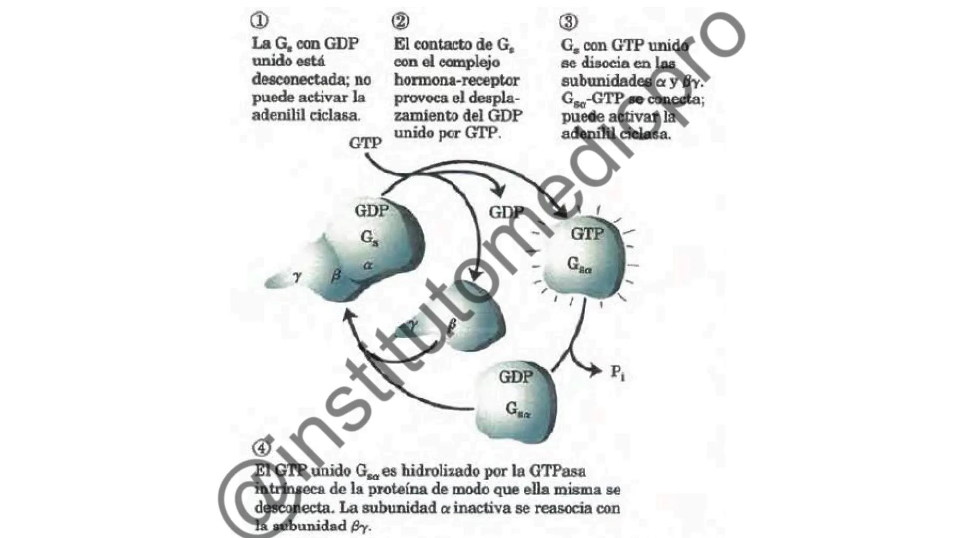 # COMUNICACIÓN
(SEÑALIZACIÓN)
CELULAR
Por Guiseppy Samuel Las células son seres muy sociales por lo que la capacidad para recibir y
actuar