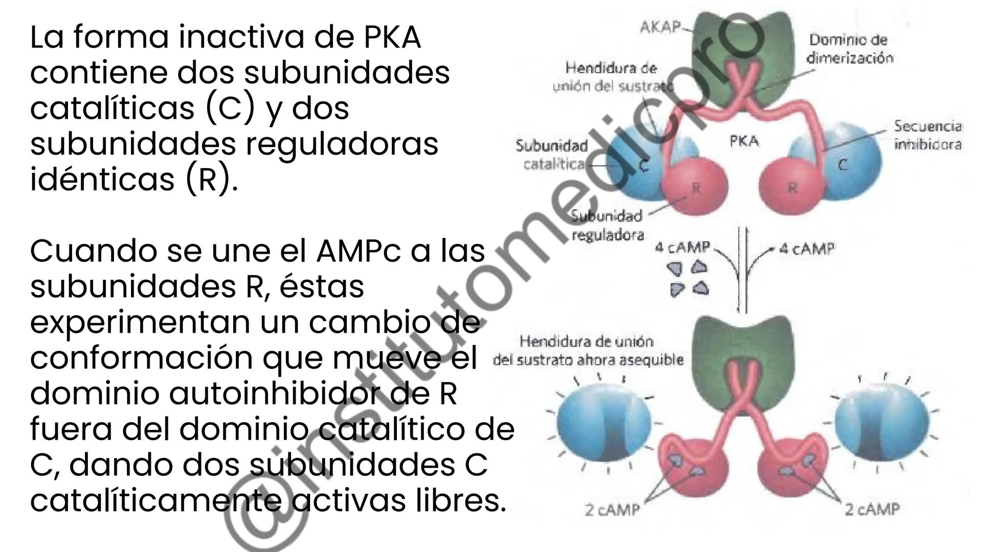 # COMUNICACIÓN
(SEÑALIZACIÓN)
CELULAR
Por Guiseppy Samuel Las células son seres muy sociales por lo que la capacidad para recibir y
actuar