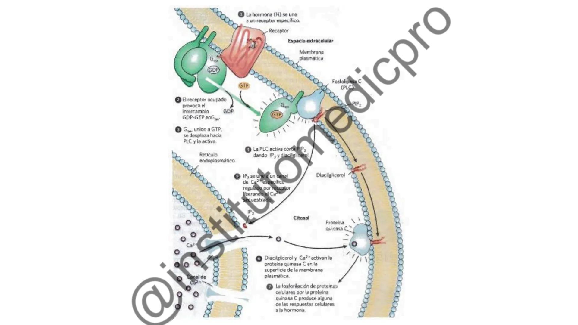 # COMUNICACIÓN
(SEÑALIZACIÓN)
CELULAR
Por Guiseppy Samuel Las células son seres muy sociales por lo que la capacidad para recibir y
actuar