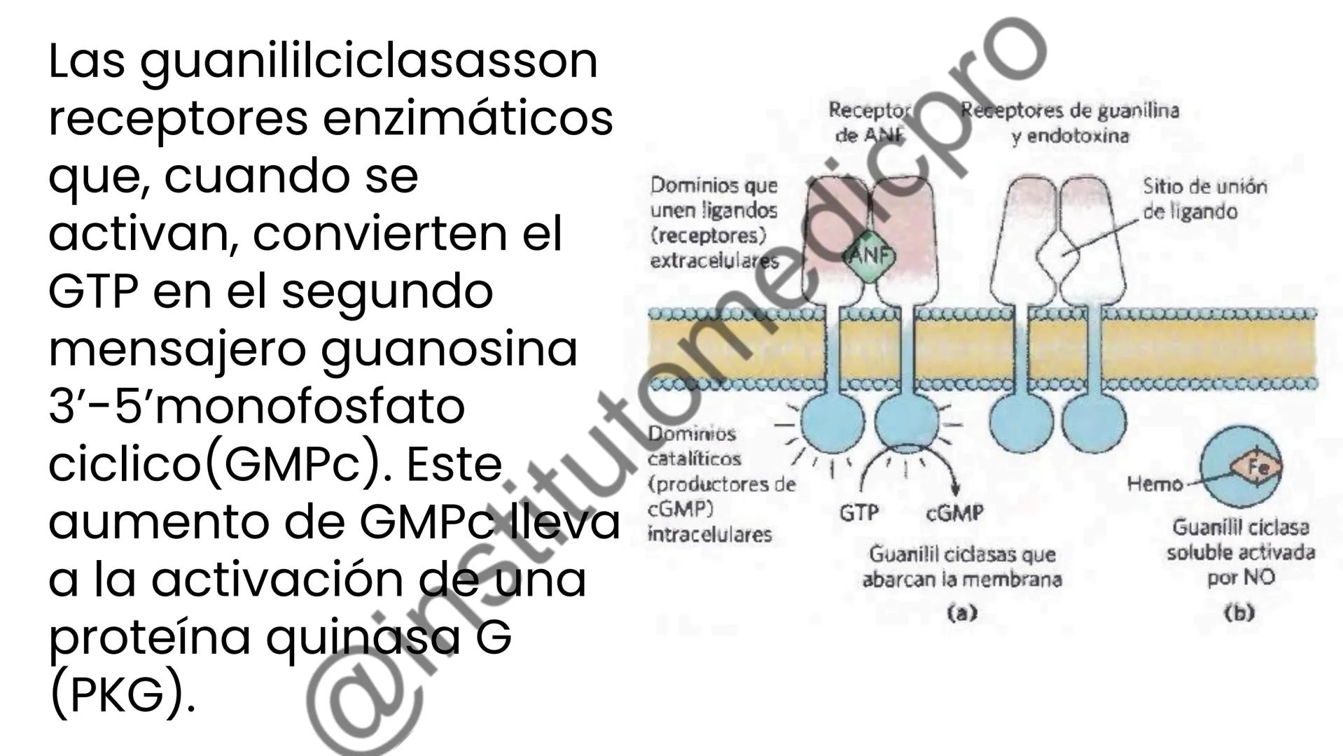 # COMUNICACIÓN
(SEÑALIZACIÓN)
CELULAR
Por Guiseppy Samuel Las células son seres muy sociales por lo que la capacidad para recibir y
actuar