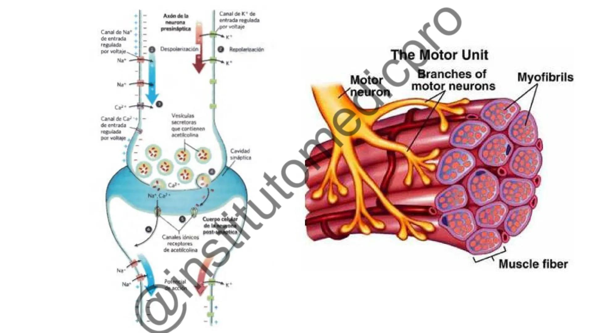 # COMUNICACIÓN
(SEÑALIZACIÓN)
CELULAR
Por Guiseppy Samuel Las células son seres muy sociales por lo que la capacidad para recibir y
actuar