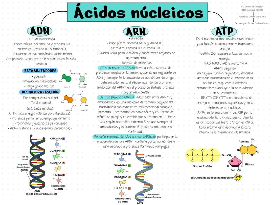 Ácidos nucleicos