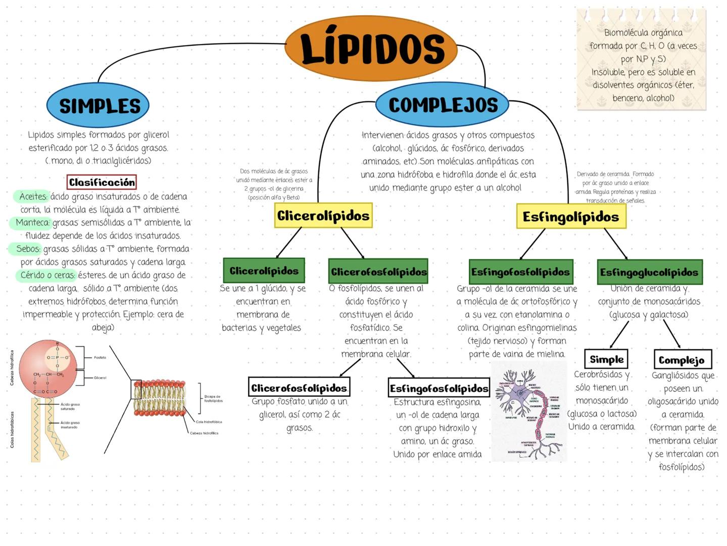 Colas hidrofóbicas
Cabeza hidrofilica
SIMPLES
Lipidos simples formados por glicerol
esterificado por 1,2 0.3 ácidos grasos.
(mono, di o tria