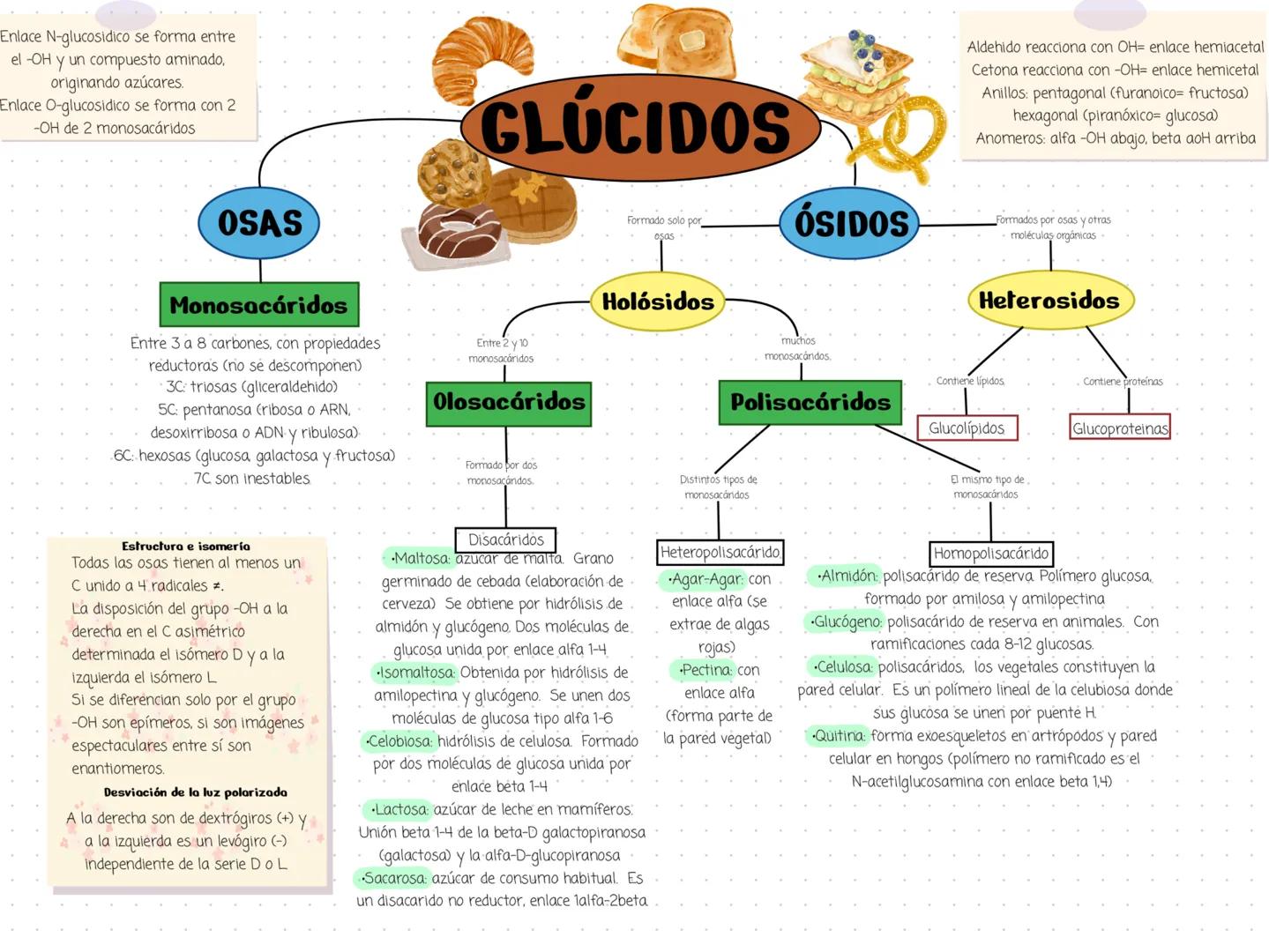 Enlace N-glucosidico se forma entre
el -OH y un compuesto aminado,
originando azúcares.
Enlace O-glucosidico se forma con 2
-OH de 2 monosac