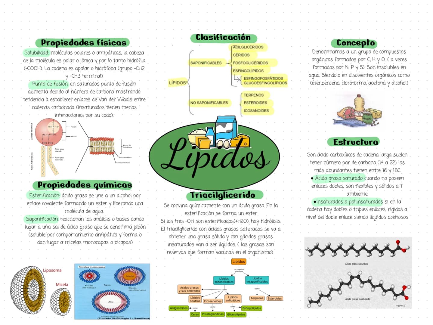 Propiedades físicas
Solubilidad: moléculas polares o antipáticas, la cabeza
de la molécula es polar o iónica y por lo tanto hidrófila
(-COOH