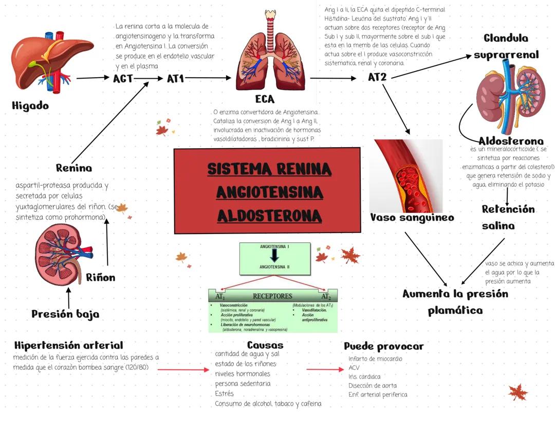 Sistema renina angiotensina aldosterona