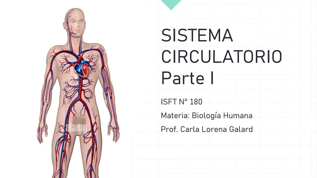 Sistema circulatorio