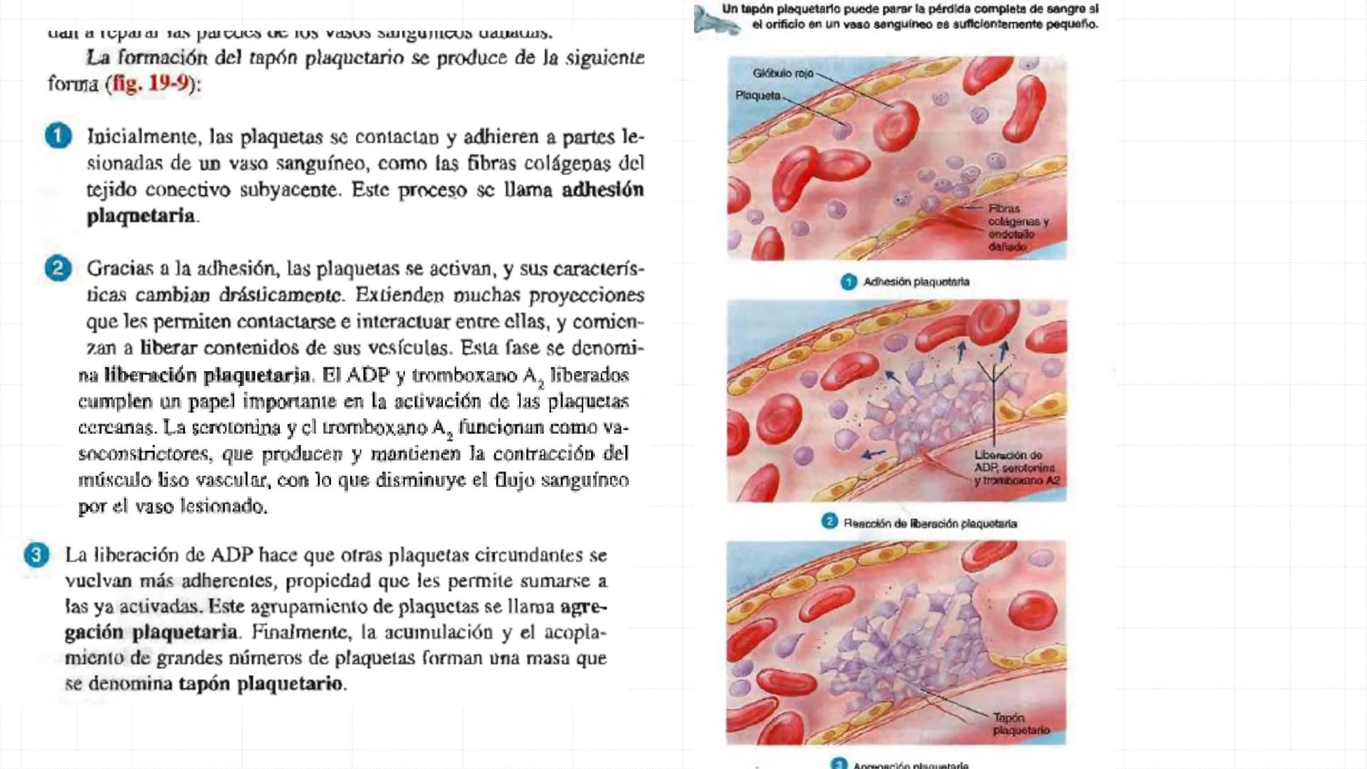 # SISTEMA
CIRCULATORIO
Parte I
ISFT N° 180
Materia: Biología Humana
Prof. Carla Lorena Galard El Tejido Sanguíneo
- Funciones de la sa