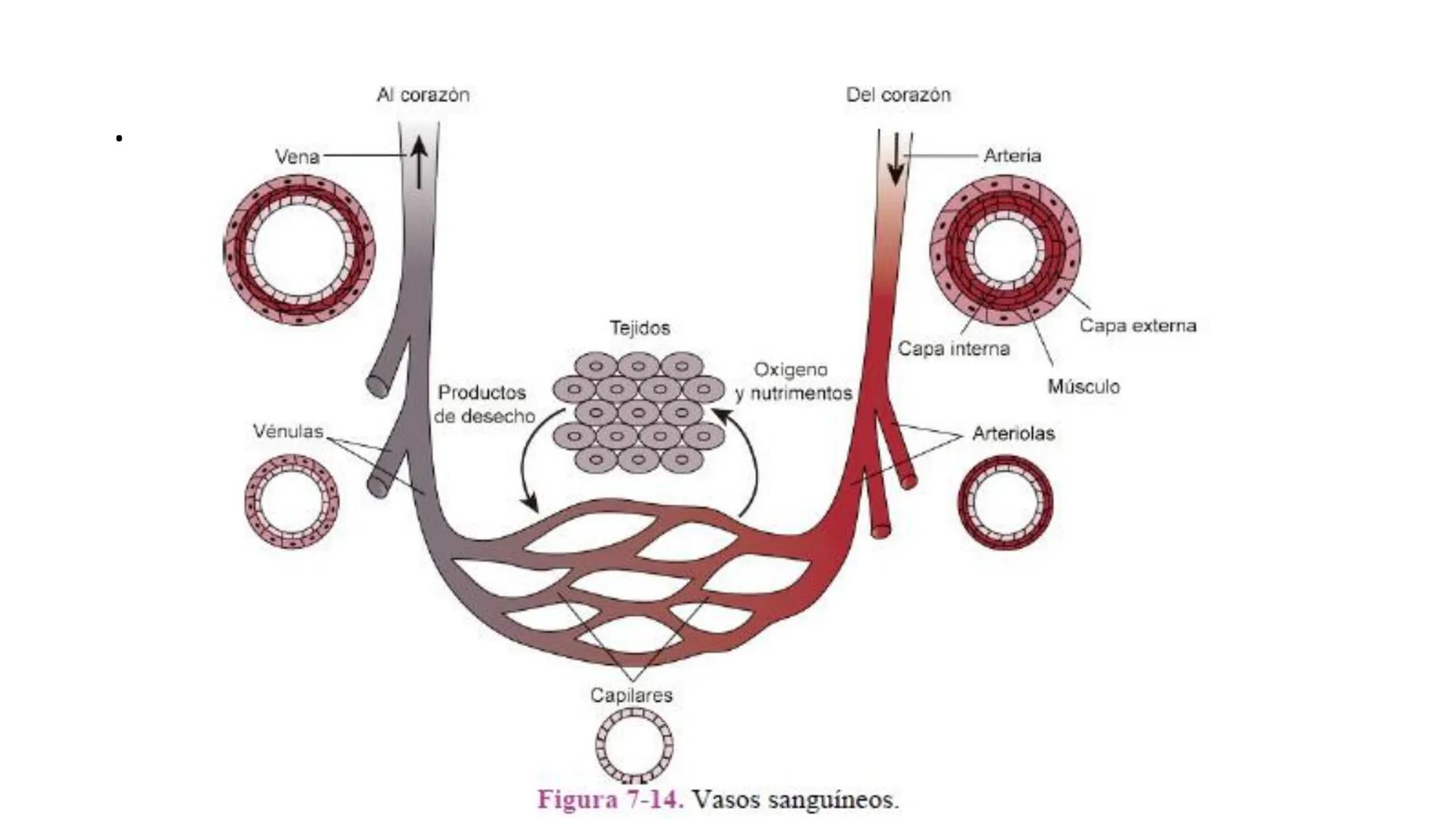 # SISTEMA
CIRCULATORIO
Parte I
ISFT N° 180
Materia: Biología Humana
Prof. Carla Lorena Galard El Tejido Sanguíneo
- Funciones de la sa