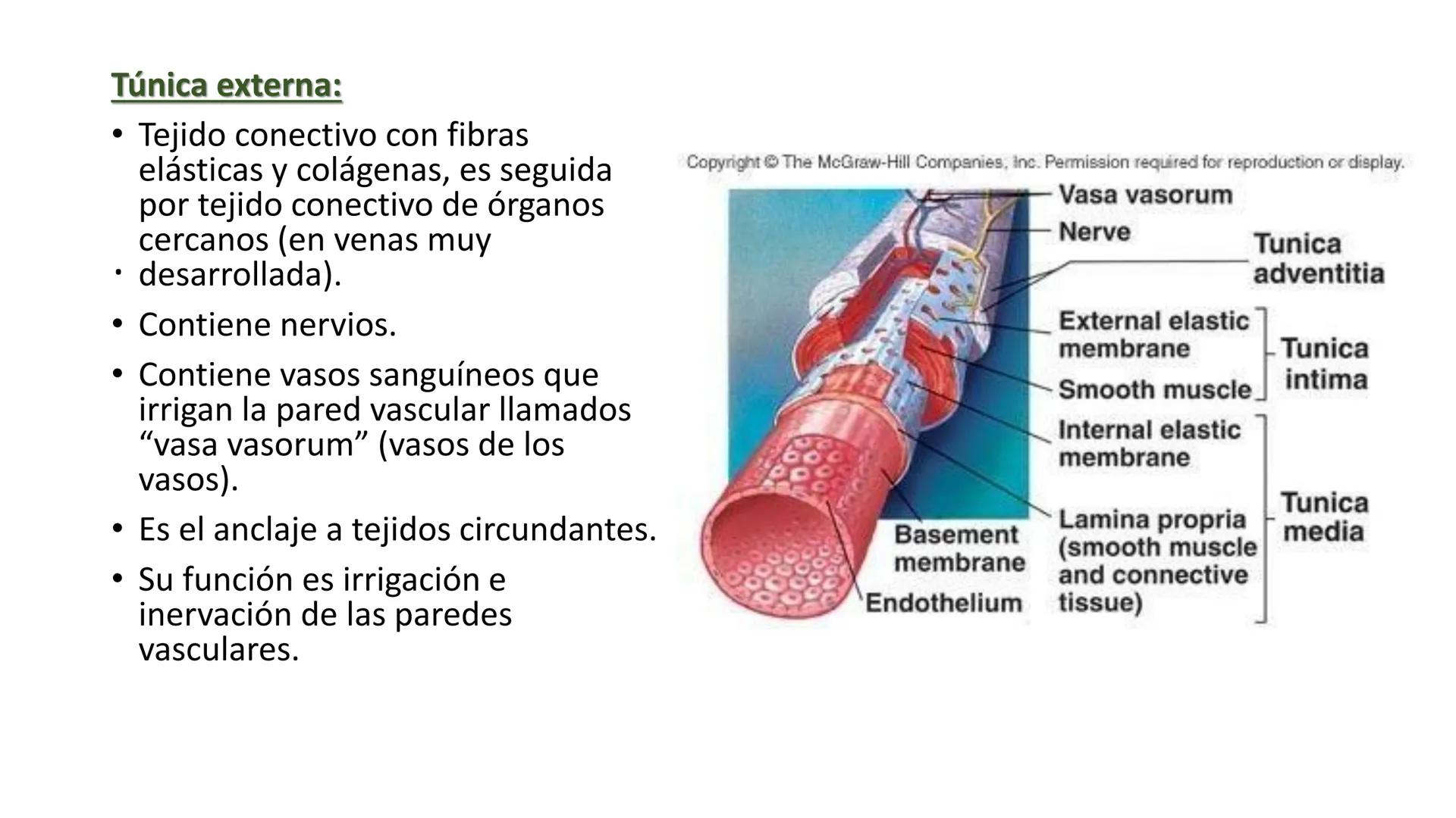 # SISTEMA
CIRCULATORIO
Parte I
ISFT N° 180
Materia: Biología Humana
Prof. Carla Lorena Galard El Tejido Sanguíneo
- Funciones de la sa