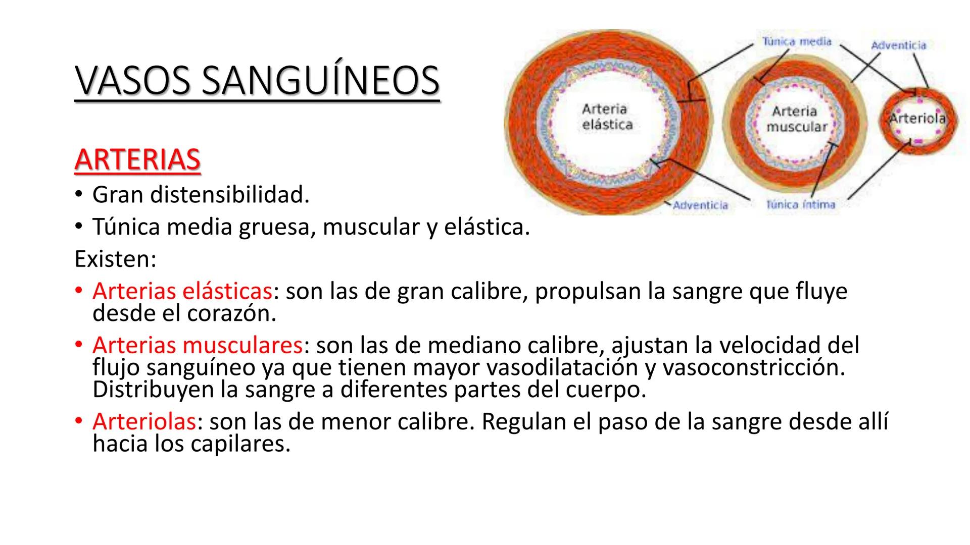 # SISTEMA
CIRCULATORIO
Parte I
ISFT N° 180
Materia: Biología Humana
Prof. Carla Lorena Galard El Tejido Sanguíneo
- Funciones de la sa