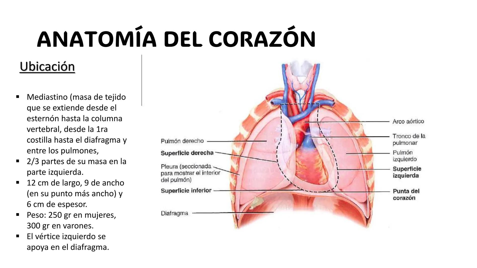 # SISTEMA
CIRCULATORIO
Parte I
ISFT N° 180
Materia: Biología Humana
Prof. Carla Lorena Galard El Tejido Sanguíneo
- Funciones de la sa