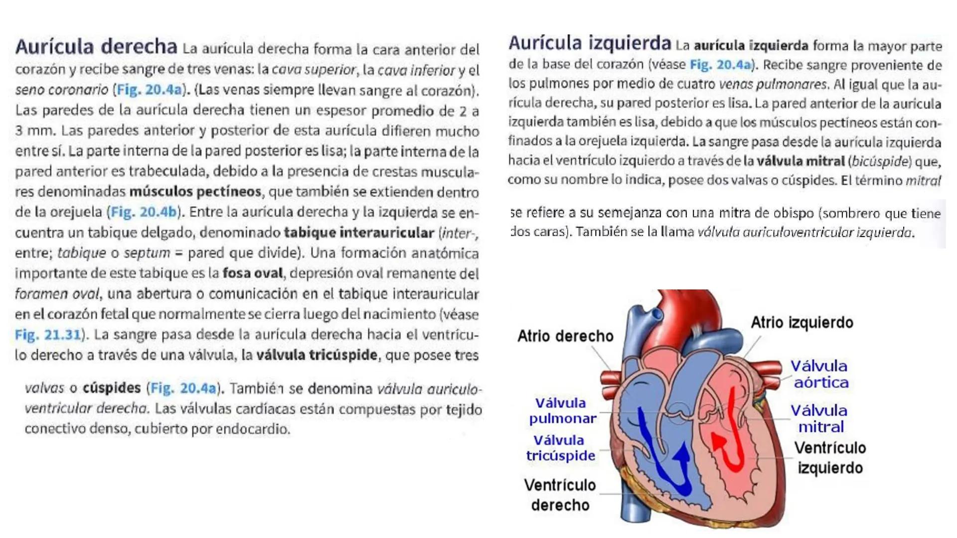 # SISTEMA
CIRCULATORIO
Parte I
ISFT N° 180
Materia: Biología Humana
Prof. Carla Lorena Galard El Tejido Sanguíneo
- Funciones de la sa