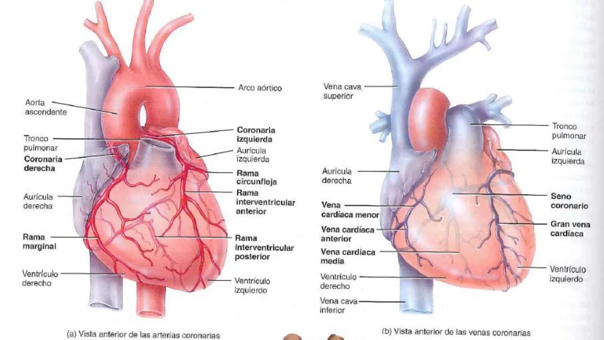 # SISTEMA
CIRCULATORIO
Parte I
ISFT N° 180
Materia: Biología Humana
Prof. Carla Lorena Galard El Tejido Sanguíneo
- Funciones de la sa