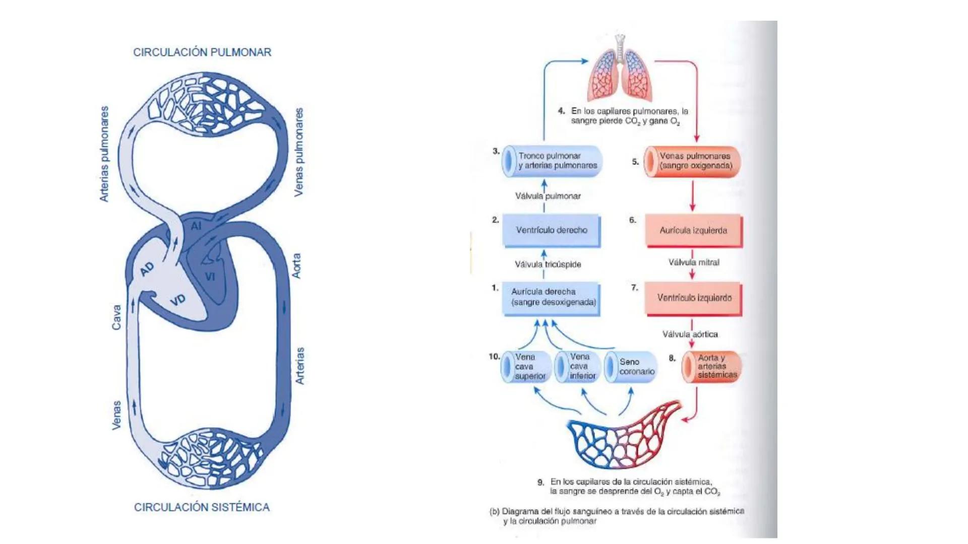 # SISTEMA
CIRCULATORIO
Parte I
ISFT N° 180
Materia: Biología Humana
Prof. Carla Lorena Galard El Tejido Sanguíneo
- Funciones de la sa