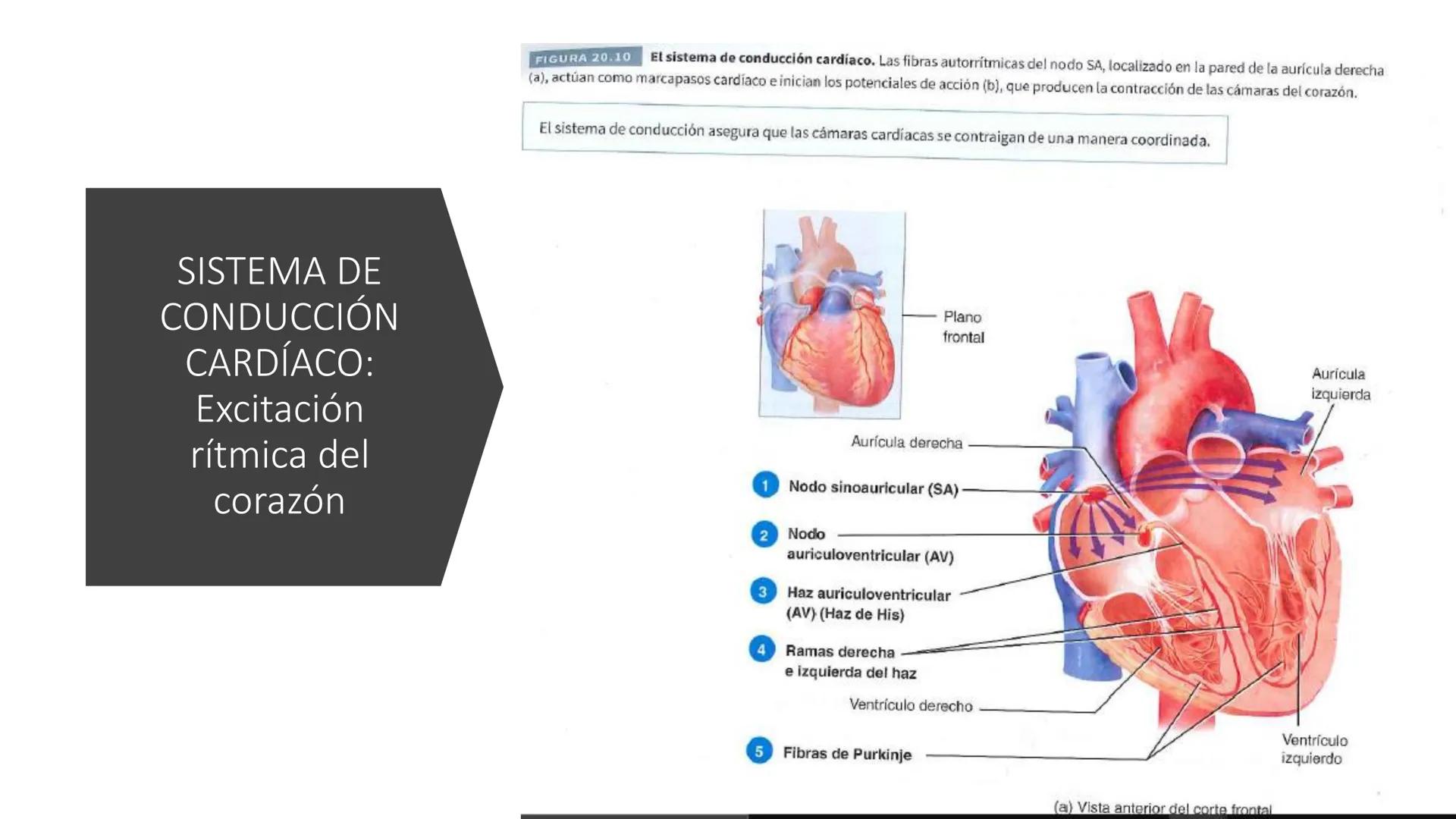 # SISTEMA
CIRCULATORIO
Parte I
ISFT N° 180
Materia: Biología Humana
Prof. Carla Lorena Galard El Tejido Sanguíneo
- Funciones de la sa
