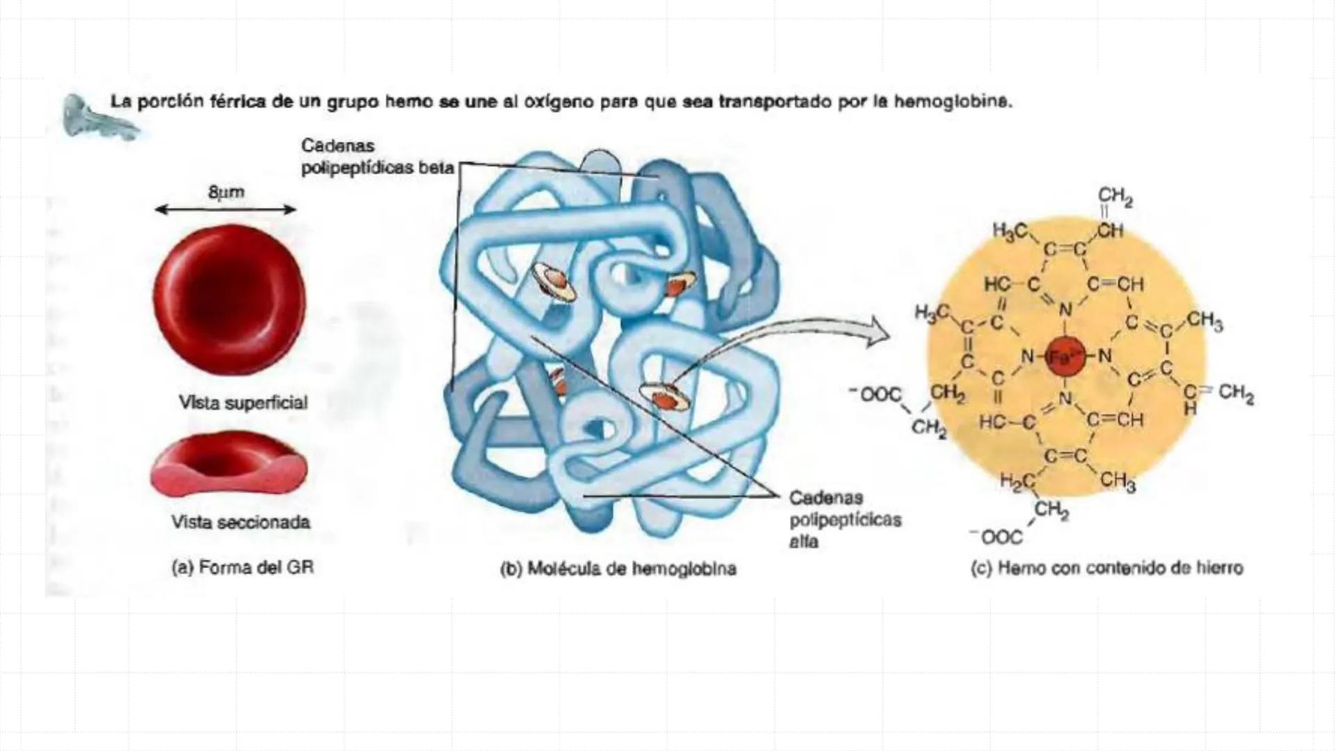 # SISTEMA
CIRCULATORIO
Parte I
ISFT N° 180
Materia: Biología Humana
Prof. Carla Lorena Galard El Tejido Sanguíneo
- Funciones de la sa