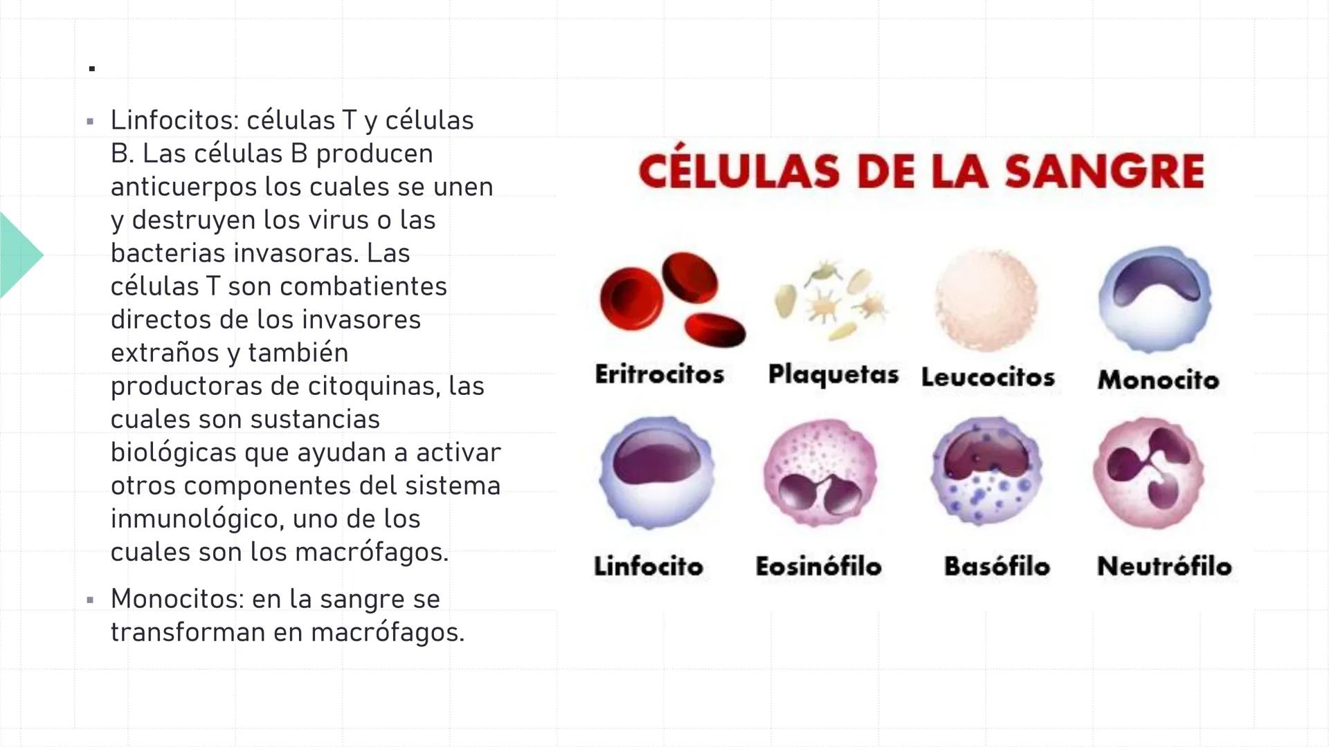# SISTEMA
CIRCULATORIO
Parte I
ISFT N° 180
Materia: Biología Humana
Prof. Carla Lorena Galard El Tejido Sanguíneo
- Funciones de la sa