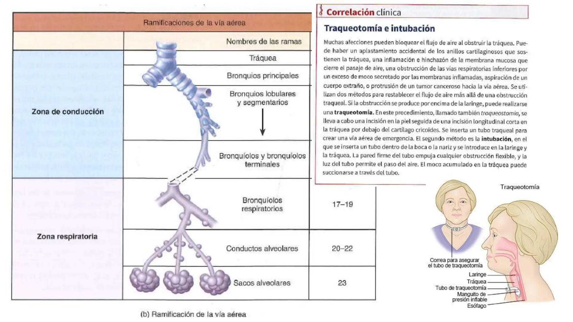 # SISTEMA
# RESPIRATORIO
ISFT N° 180
BIOLOGIA HUMANA
Prof. Carla Lorena Galard Aparato respiratorio y homeostasis
El aparato respiratorio