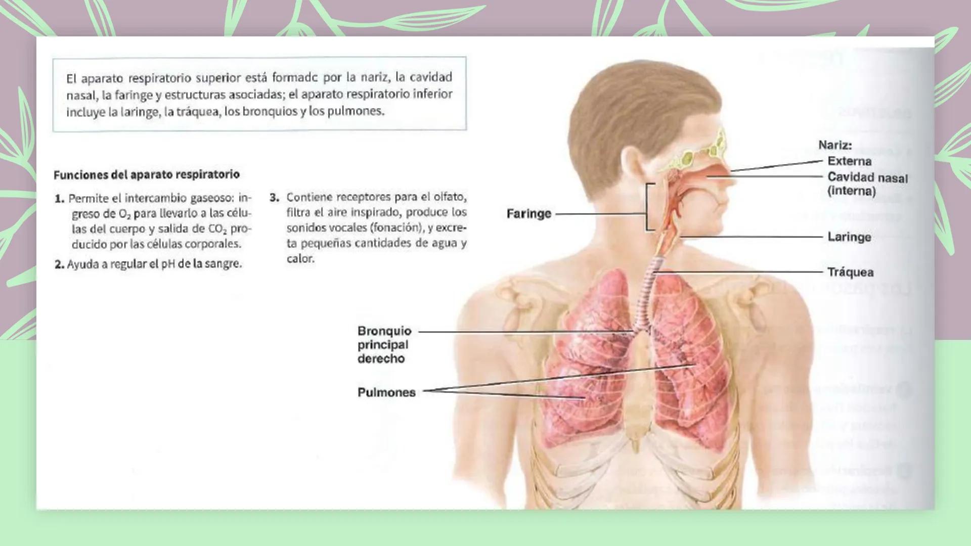 # SISTEMA
# RESPIRATORIO
ISFT N° 180
BIOLOGIA HUMANA
Prof. Carla Lorena Galard Aparato respiratorio y homeostasis
El aparato respiratorio
