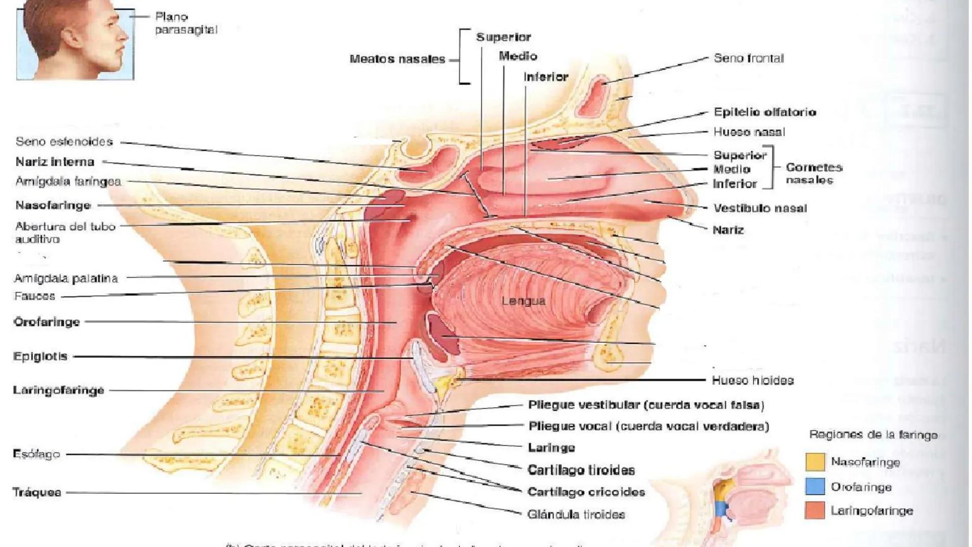 # SISTEMA
# RESPIRATORIO
ISFT N° 180
BIOLOGIA HUMANA
Prof. Carla Lorena Galard Aparato respiratorio y homeostasis
El aparato respiratorio
