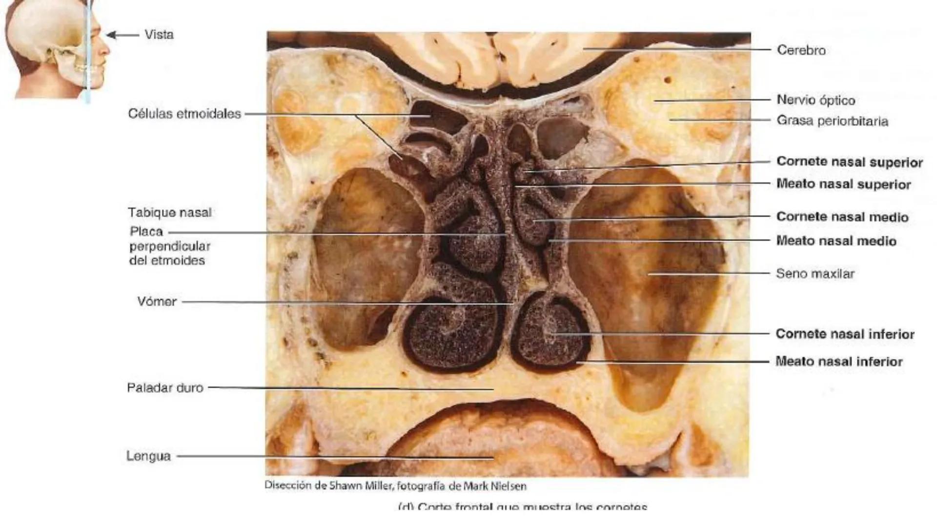 # SISTEMA
# RESPIRATORIO
ISFT N° 180
BIOLOGIA HUMANA
Prof. Carla Lorena Galard Aparato respiratorio y homeostasis
El aparato respiratorio