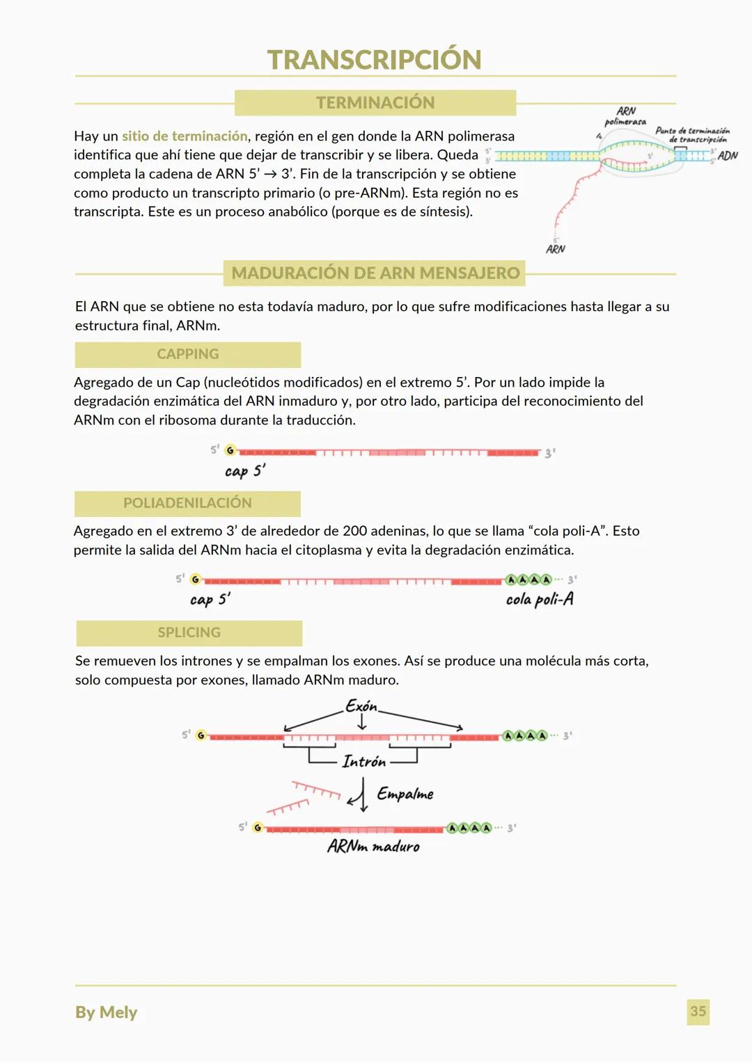 BASES QUÍMICAS DE LOS SERES VIVOS
Aniones: partículas cargadas negativamente.
Cationes: partículas cargadas positivamente.
ENLACES
lónico: e