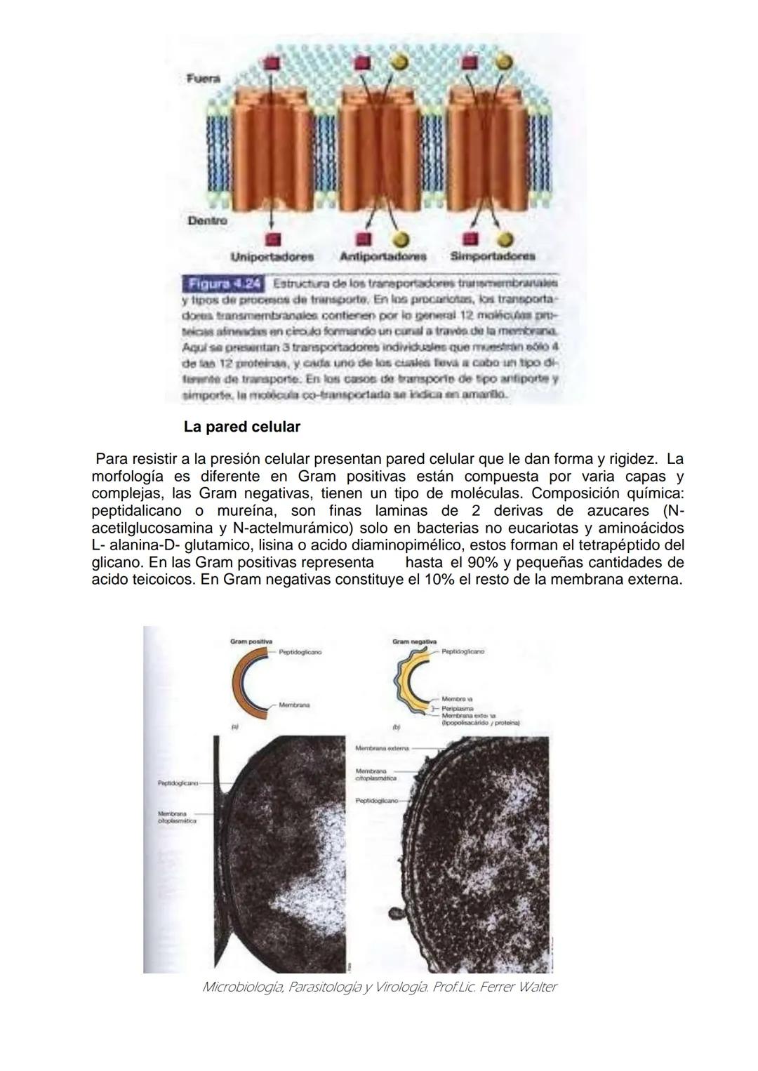 MICROBIOLOGÍA Y PARASITOLOGÍA
CARRERA: Técnico superior en enfermería
UNIDAD CURRICULAR: Microbiología y Parasitología
CURSO: 1º año "B"
DOC