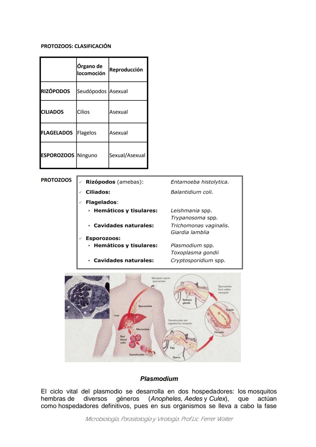 MICROBIOLOGÍA Y PARASITOLOGÍA
CARRERA: Técnico superior en enfermería
UNIDAD CURRICULAR: Microbiología y Parasitología
CURSO: 1º año "B"
DOC