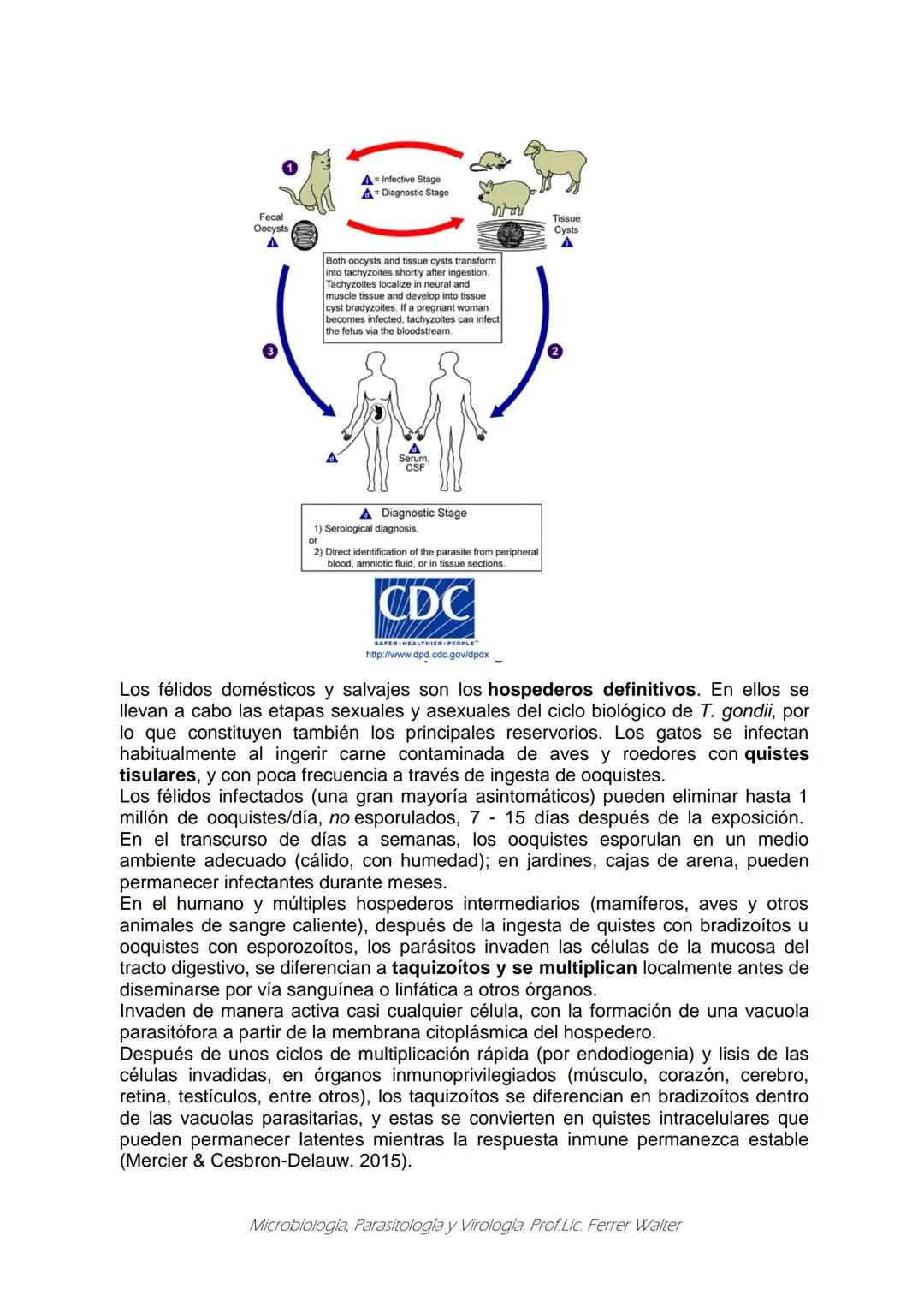 MICROBIOLOGÍA Y PARASITOLOGÍA
CARRERA: Técnico superior en enfermería
UNIDAD CURRICULAR: Microbiología y Parasitología
CURSO: 1º año "B"
DOC