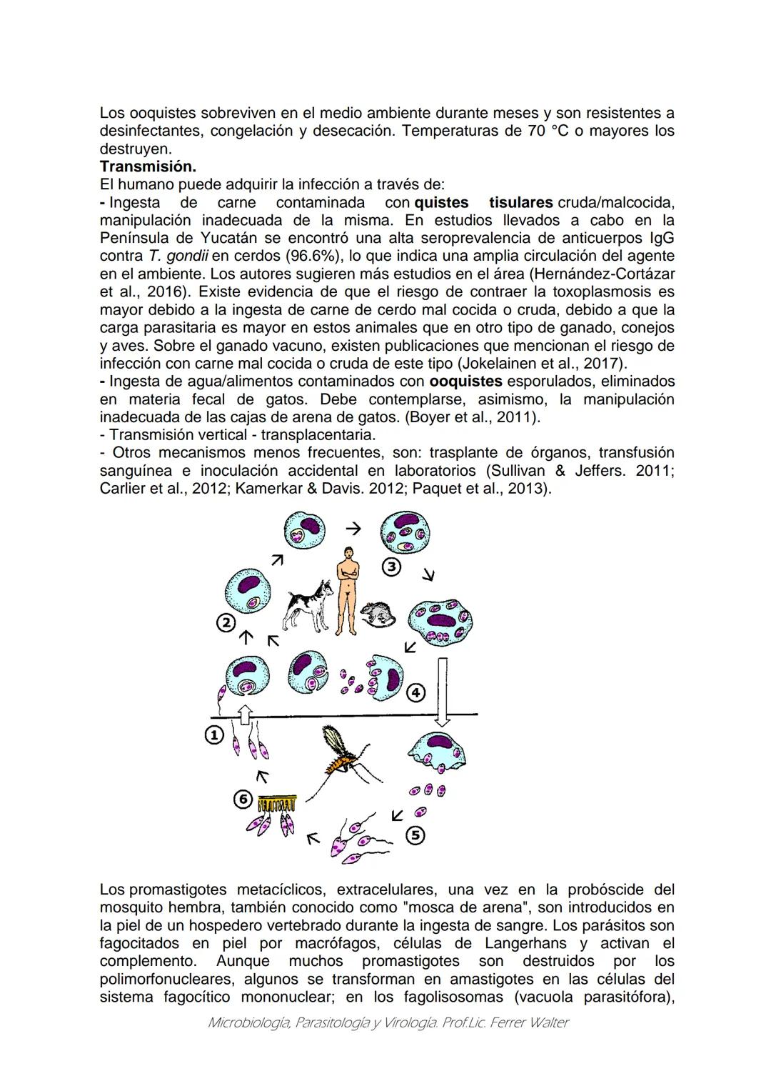MICROBIOLOGÍA Y PARASITOLOGÍA
CARRERA: Técnico superior en enfermería
UNIDAD CURRICULAR: Microbiología y Parasitología
CURSO: 1º año "B"
DOC