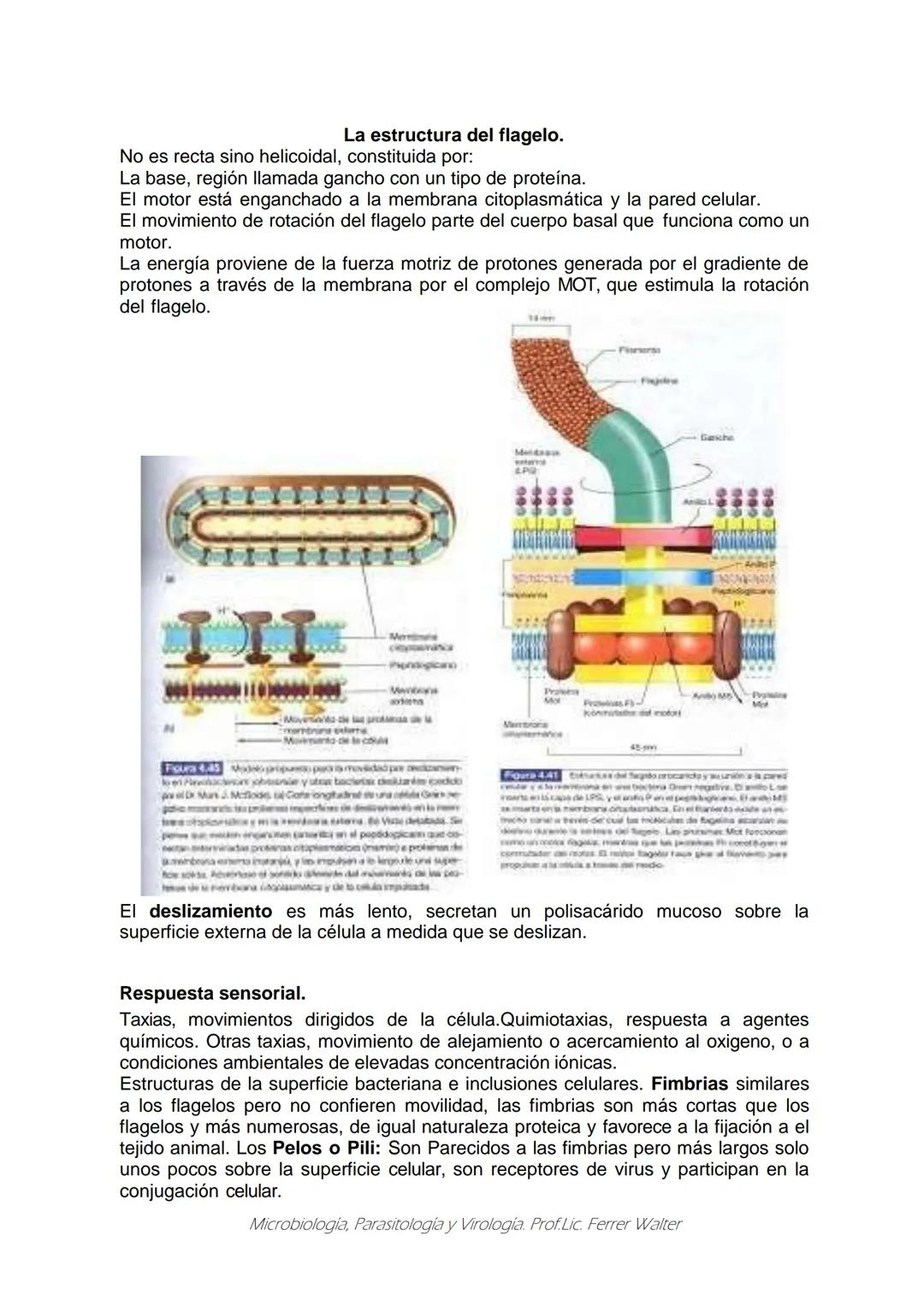 MICROBIOLOGÍA Y PARASITOLOGÍA
CARRERA: Técnico superior en enfermería
UNIDAD CURRICULAR: Microbiología y Parasitología
CURSO: 1º año "B"
DOC