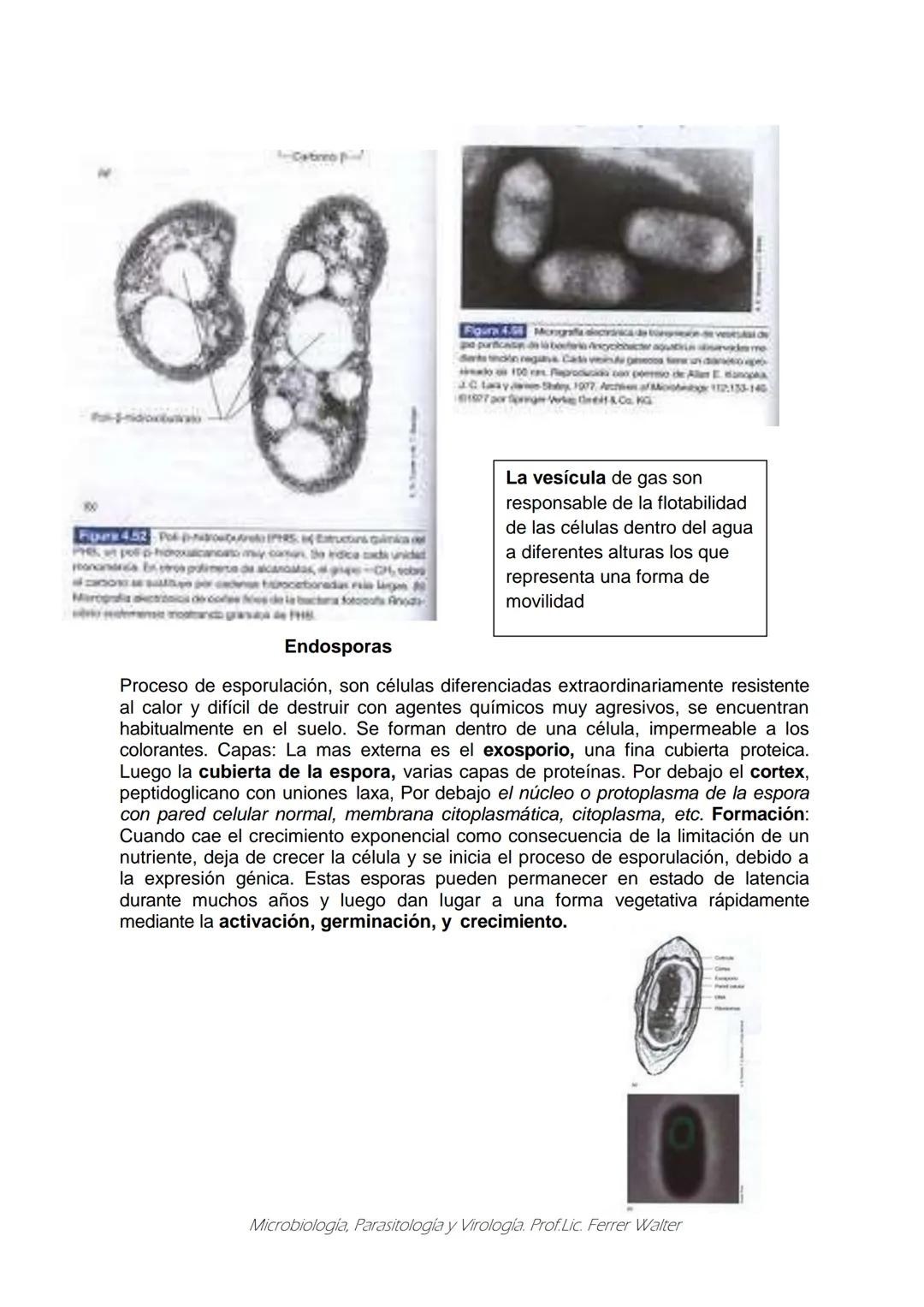 MICROBIOLOGÍA Y PARASITOLOGÍA
CARRERA: Técnico superior en enfermería
UNIDAD CURRICULAR: Microbiología y Parasitología
CURSO: 1º año "B"
DOC