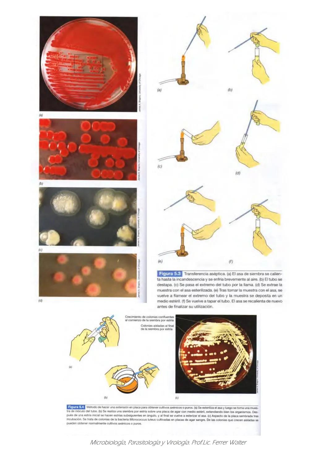 MICROBIOLOGÍA Y PARASITOLOGÍA
CARRERA: Técnico superior en enfermería
UNIDAD CURRICULAR: Microbiología y Parasitología
CURSO: 1º año "B"
DOC